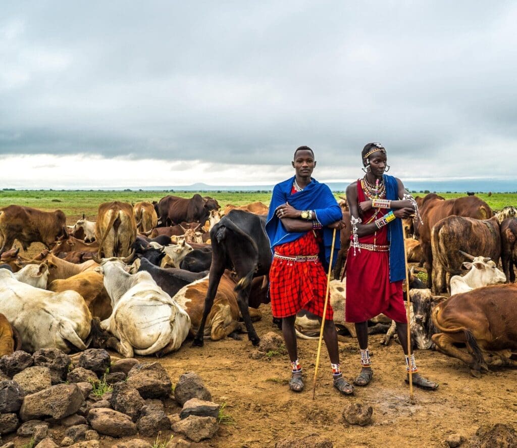 Two Maasai people in traditional clothing and jewelry stand in front of a large herd of cattle on a dirt field in Kenya, Africa, under a cloudy sky. Stones are visible in the foreground, capturing an authentic travelling scene.