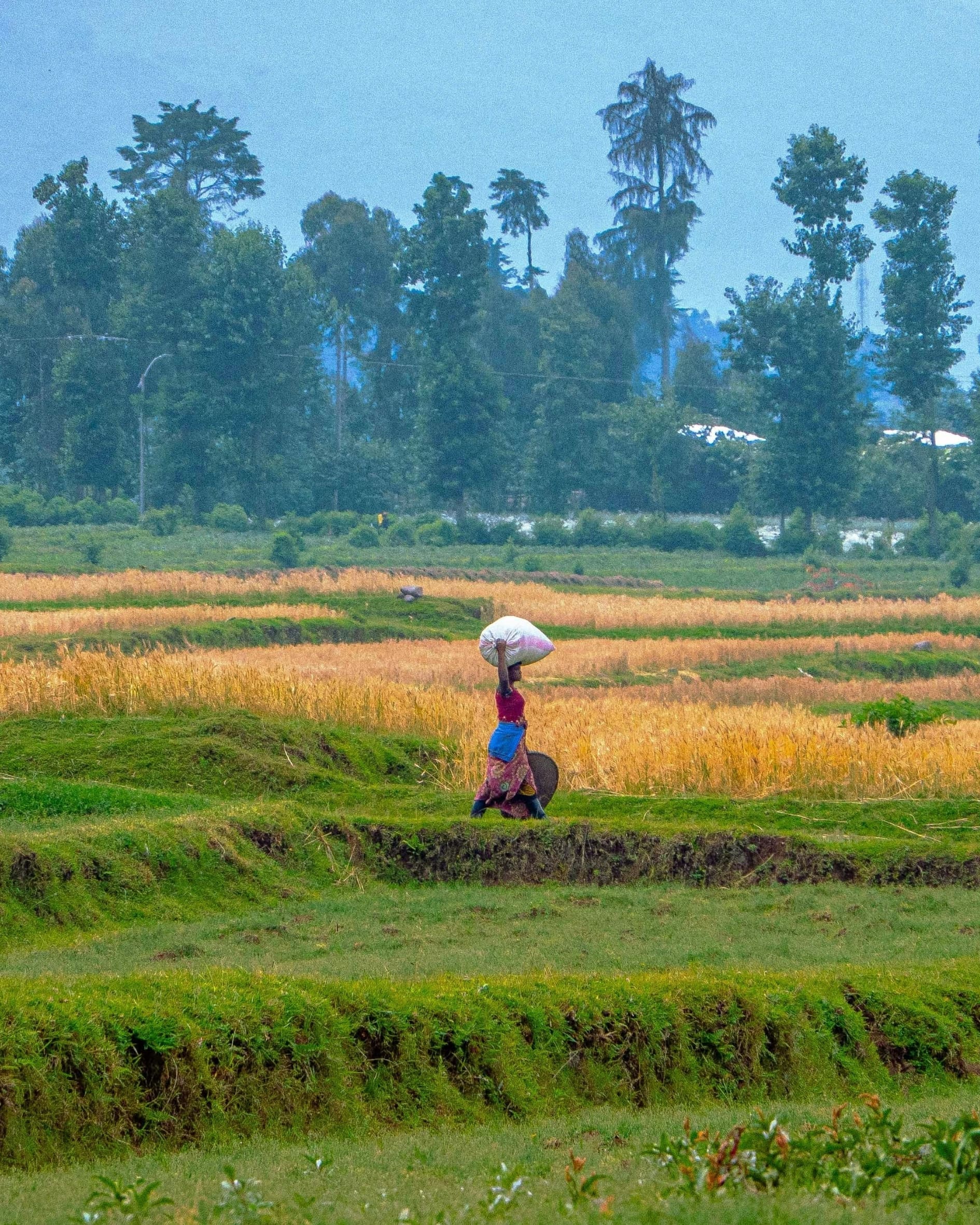 Een persoon loopt door groene en gele velden met een grote witte zak op zijn rug, omringd door hoge bomen onder een blauwe wolkenlucht.