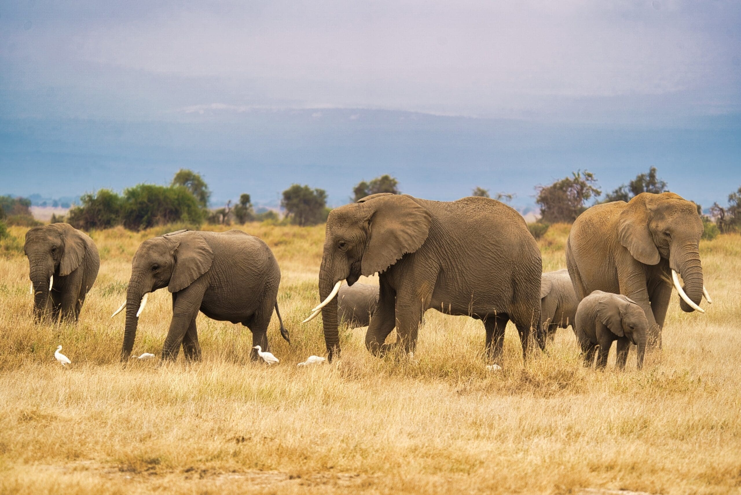 Een kudde olifanten, waaronder volwassenen en een kalf, loopt door droog grasland met verschillende witte vogels in de buurt. Op de achtergrond zijn bomen en struiken te zien onder een bewolkte hemel.