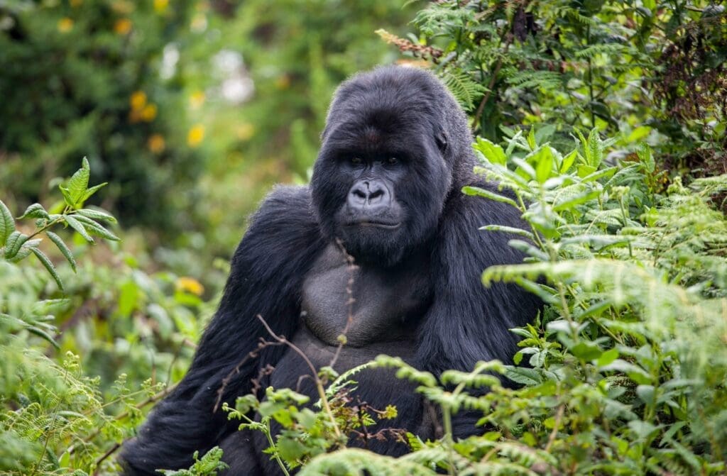 Een grote berggorilla met donkere vacht zit tussen dichte groene vegetatie en kijkt recht in de camera in een weelderige bosomgeving.