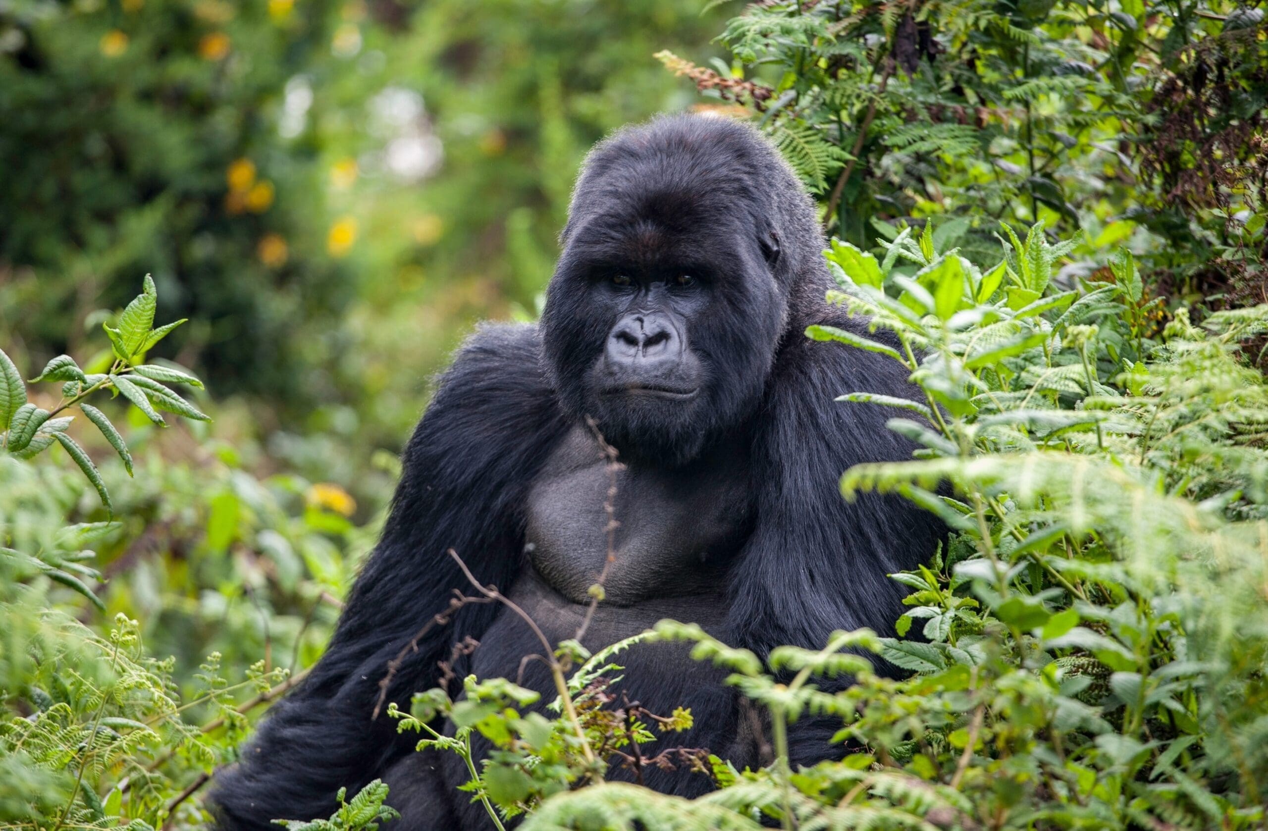 Een grote berggorilla met donkere vacht zit tussen dichte groene vegetatie en kijkt recht in de camera in een weelderige bosomgeving.