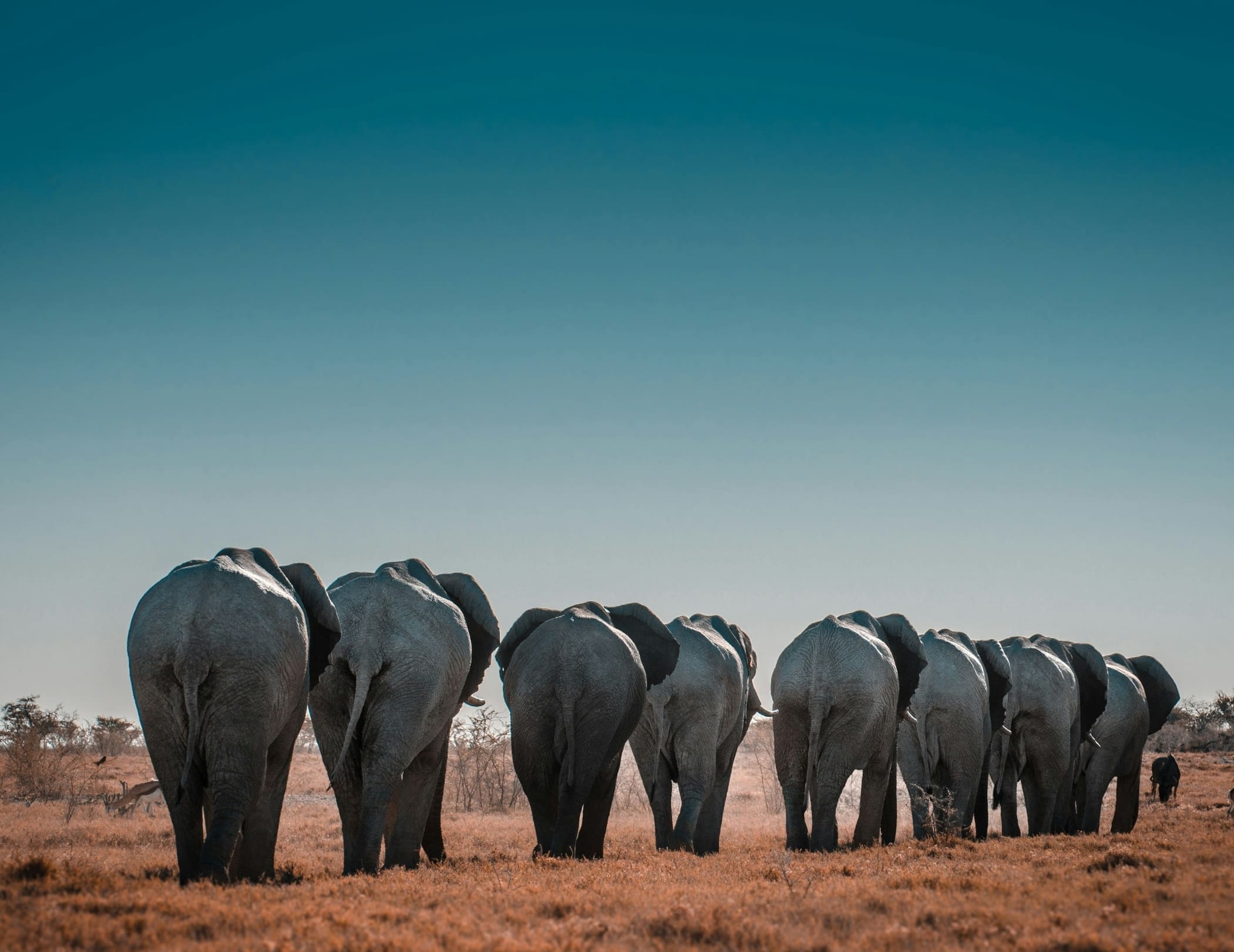 Een groep olifanten is van achteren te zien terwijl ze weglopen door een droog graslandschap onder een strakblauwe hemel - een iconische scène voor reizigers die de wilde schoonheid van Afrika verkennen.