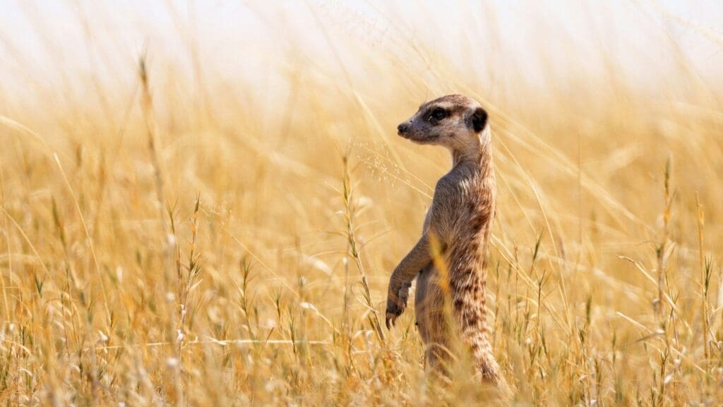 Alleen op de wereld in de Kalahari woestijn!