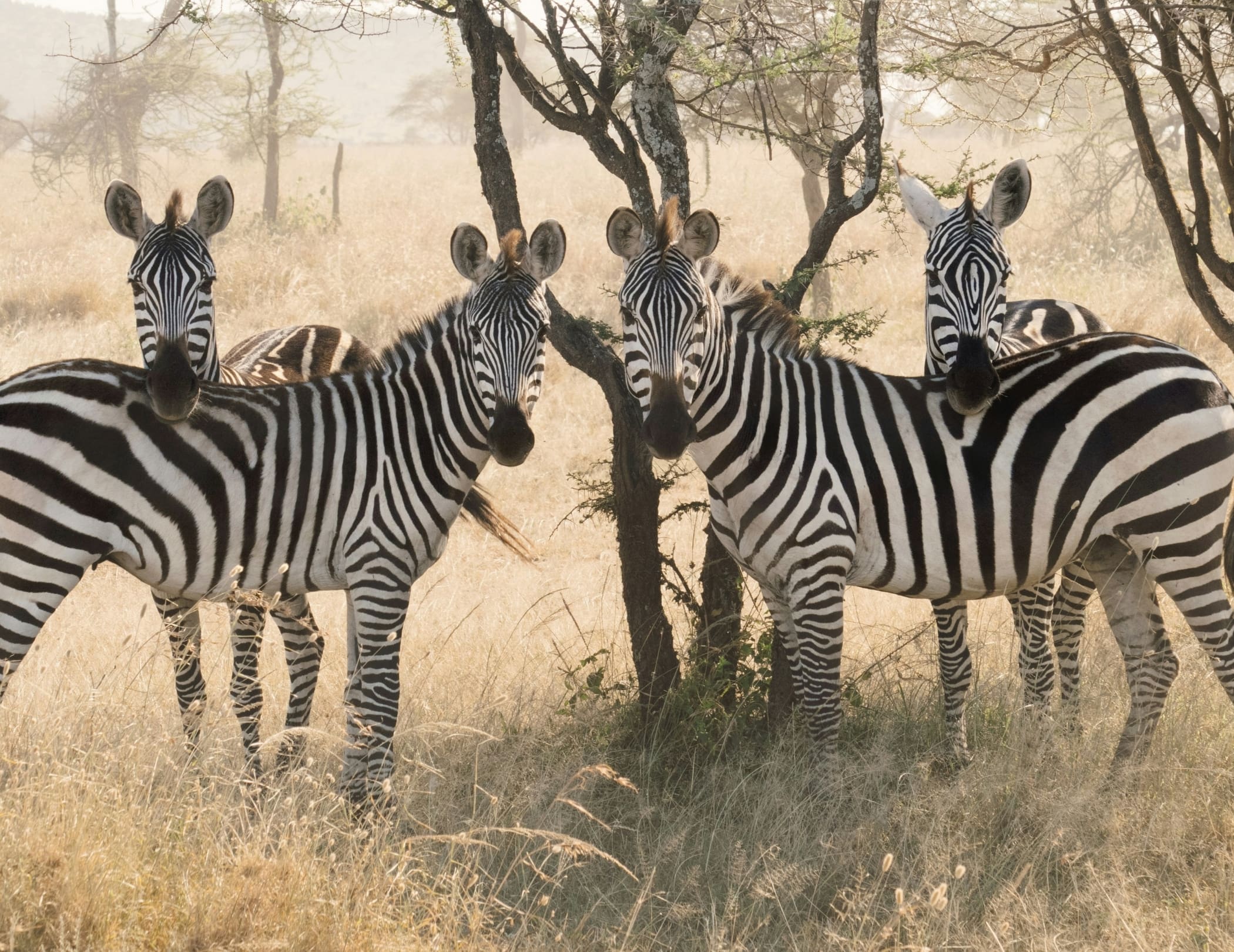 Vier zebra's staan dicht bij elkaar tussen droog gras en schaarse bomen in een zonovergoten savanne in Tanzania, en kijken naar de camera - een klassieke scène uit een Afrika reizen avontuur.