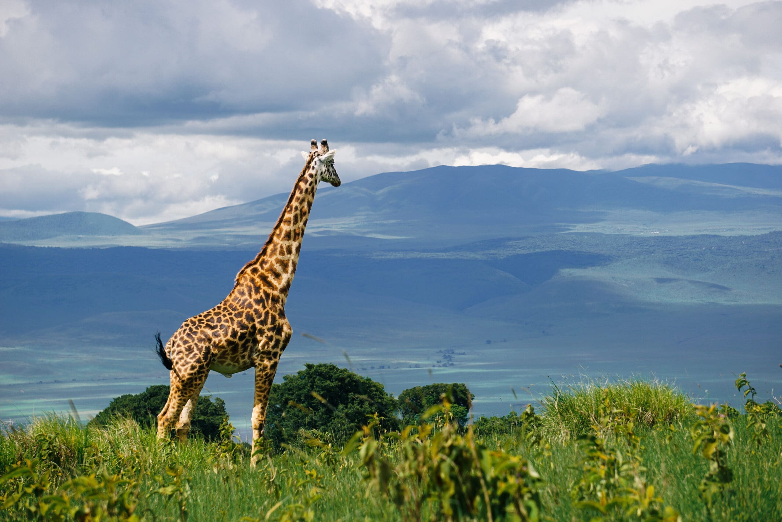 Een giraffe staat op een grasveld met weelderig groen in Tanzania, terwijl bergen in de verte en een bewolkte hemel de achtergrond vullen - een onvergetelijk gezicht voor reizigers die graag reizen.