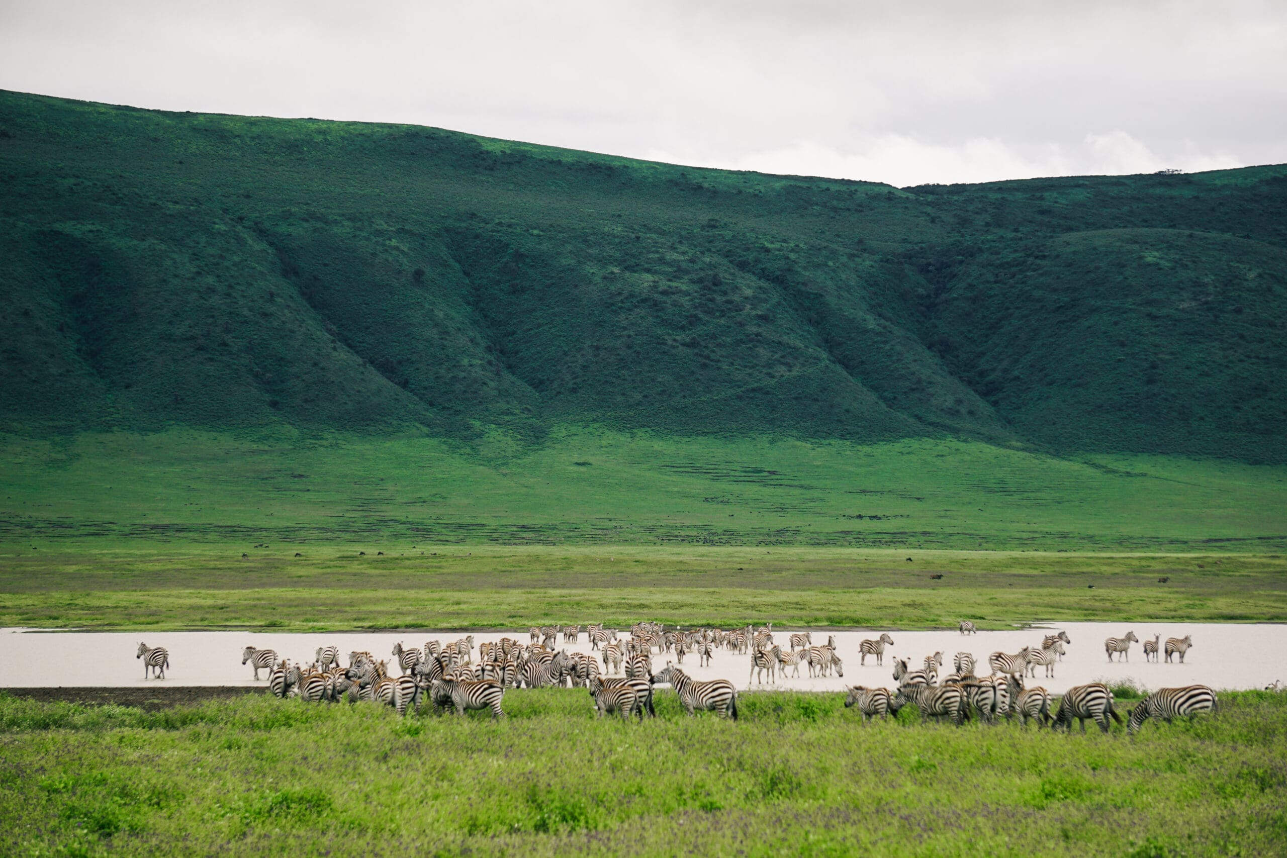 Eine große Zebraherde versammelt sich in der Nähe eines Wasserlochs in einem üppig grünen Tal mit hohen, grasbewachsenen Hügeln im Hintergrund unter einem bewölkten Himmel.