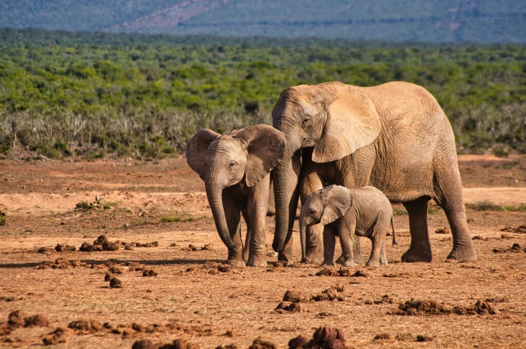 Addo Elephant Park