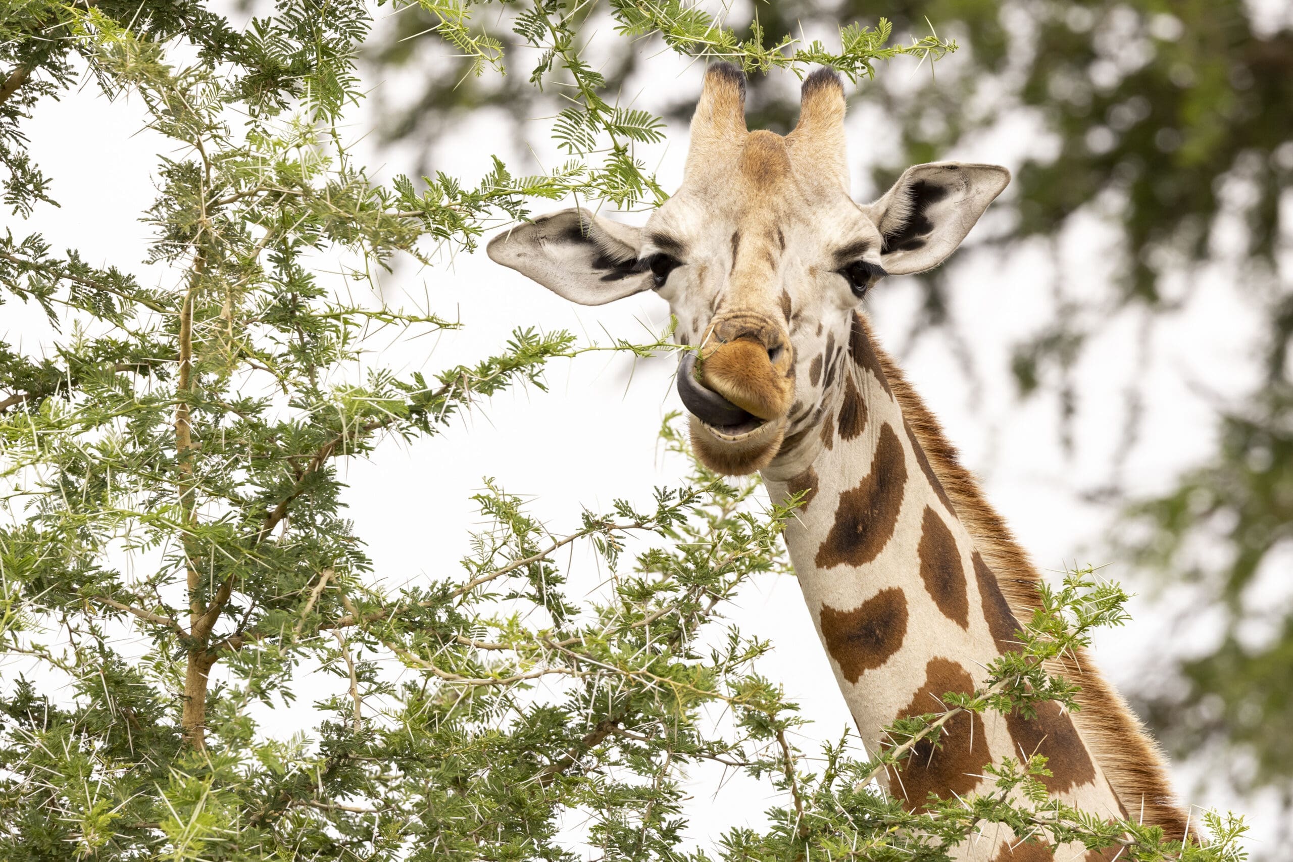 Kidepo Valley National Park