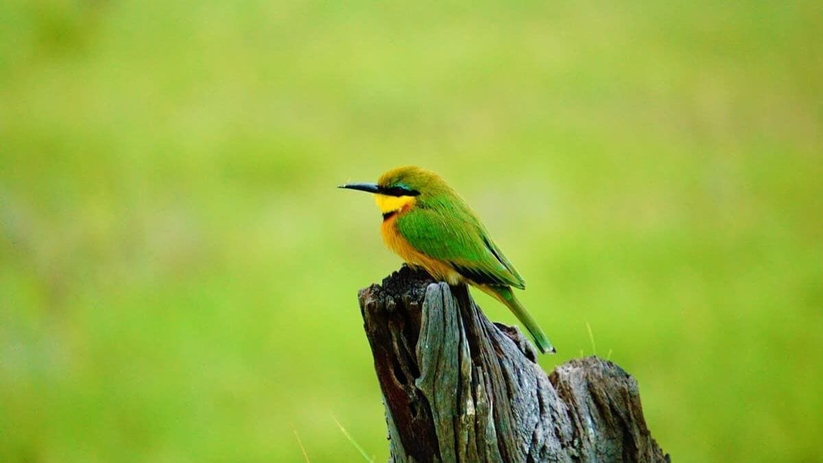Een klein groen en geel vogeltje met een zwarte oogstreep zit op een verweerde boomstronk tegen een vage groene achtergrond in de wildernis van Botswana, Afrika.