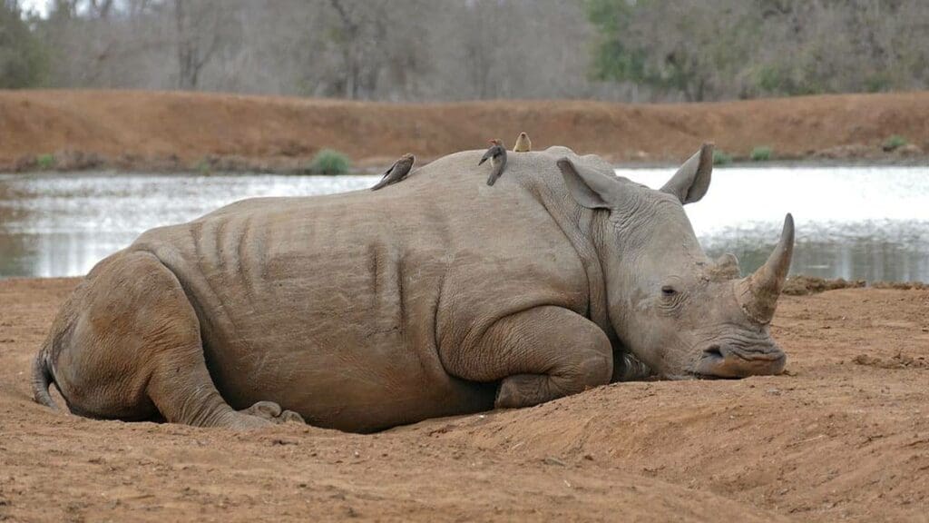 een witte neushoorn ligt rustend in het zand bij een waterplas in eswatini terwijl meerdere vogels op zijn rug zitten