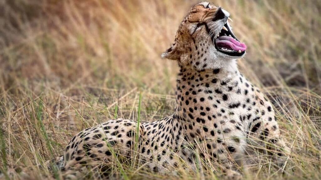 Wie is de Mol 2026 in Tanzania: Ontdek de route