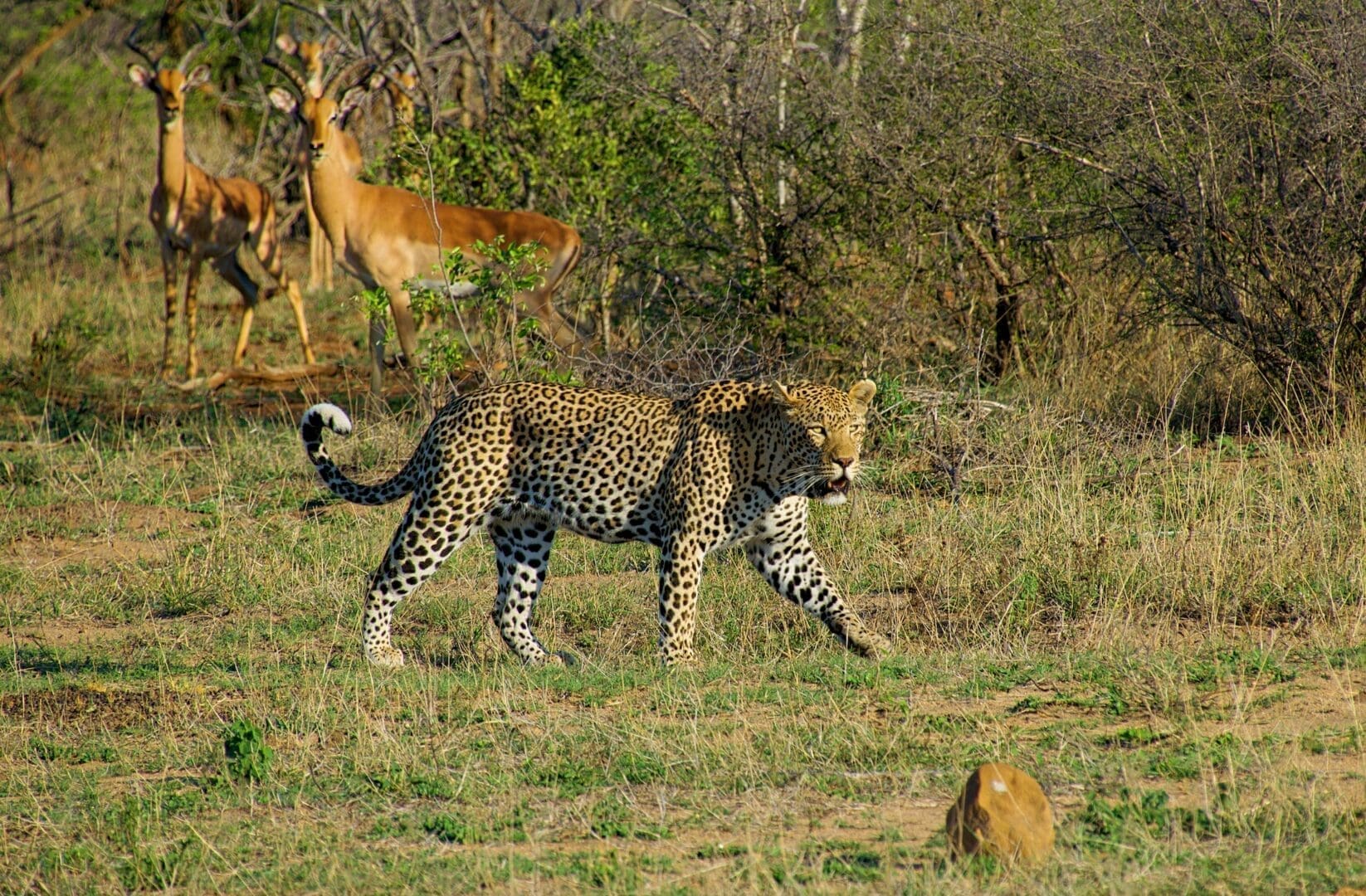 A leopard walks through dry grass in South Africa while two impalas stand alert among bushes and trees, watching the travelling predator closely.