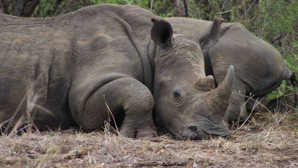 Kruger National park