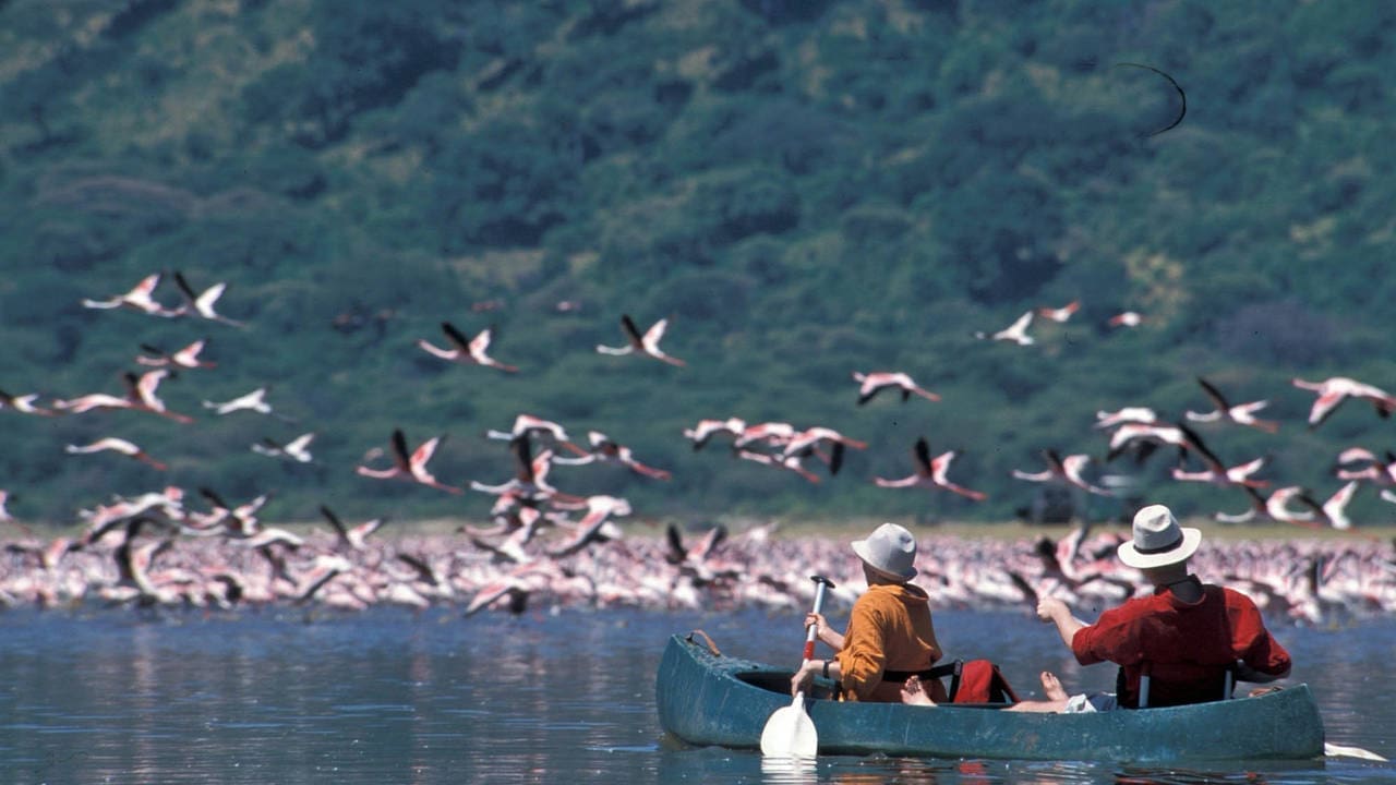 Twee mensen in een kano peddelen naar een zwerm flamingo's die over een meer zweeft in Tanzania, Afrika. Beiden dragen hoeden en felle shirts, omringd door weelderige groene heuvels - het perfecte reisavontuur.