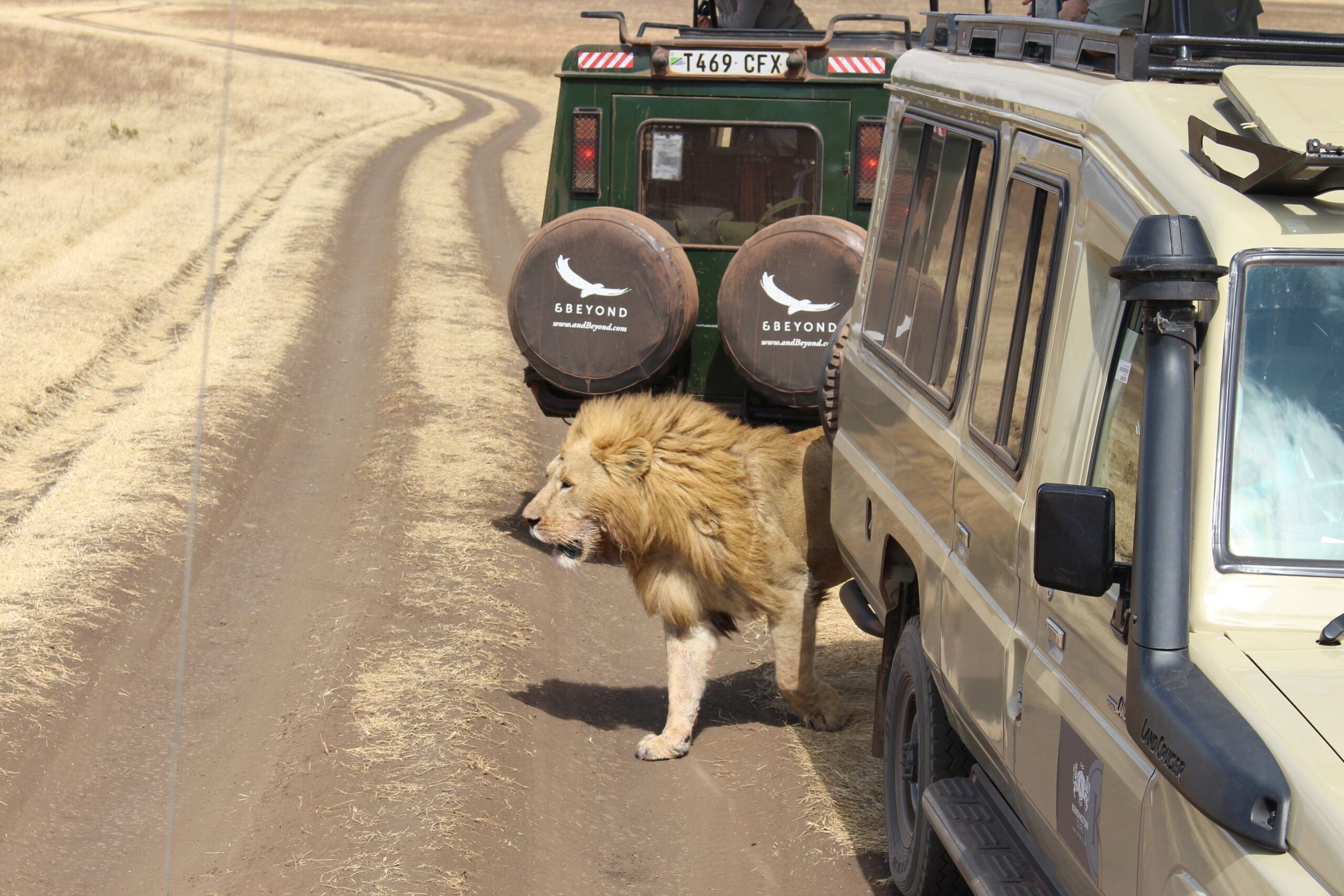 Ein Löwe steht auf einer unbefestigten Straße zwischen zwei Safarifahrzeugen in einer trockenen Graslandschaft, wobei sein Körper teilweise von den Autos beschattet wird.