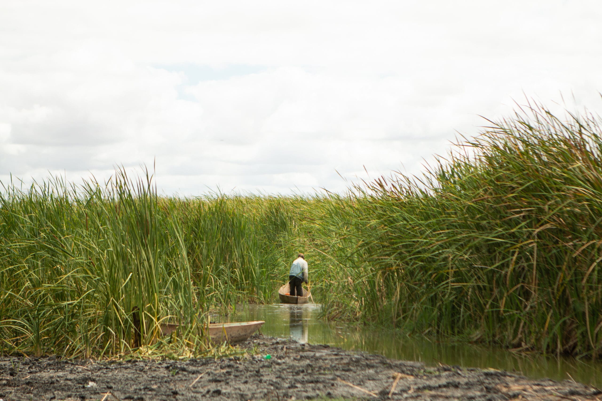 Eine Person in einem kleinen Boot fährt unter bewölktem Himmel durch eine schmale Wasserstraße, die von hohem grünen Schilf umgeben ist. Die Szene wirkt ruhig und natürlich, mit schlammigem Boden am Wasserrand im Vordergrund.