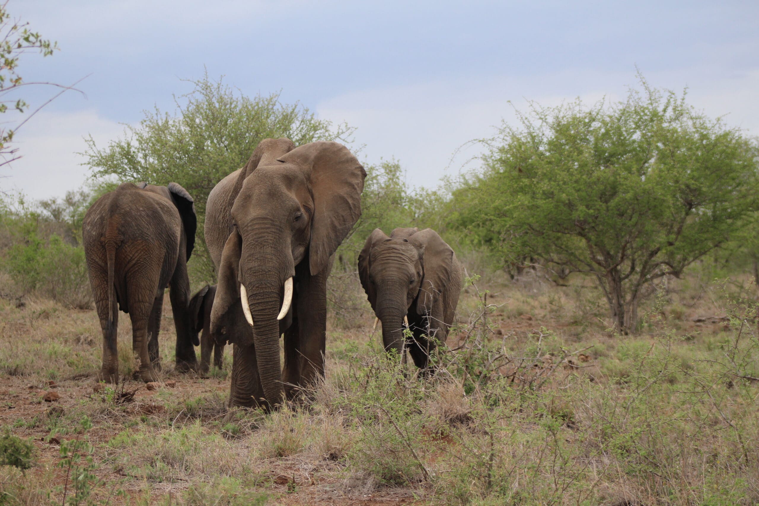 A group of elephants, including adults and a calf, walk and graze on dry grass in a savanna landscape with scattered green bushes and trees under a cloudy sky.