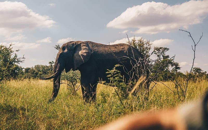An elephant stands in tall grass surrounded by bushes and trees under a partly cloudy sky, sunlight casting shadows on its body—a breathtaking scene for anyone travelling through the natural savanna habitat of South Africa.
