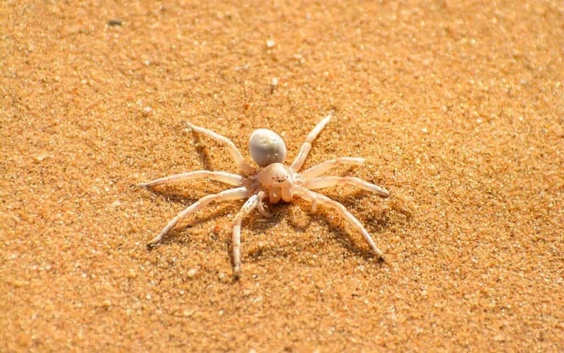 Een bleke, achtpotige spin met een afgerond achterlijf gaat op in het zandoppervlak terwijl hij over het goudbruine zand kruipt.