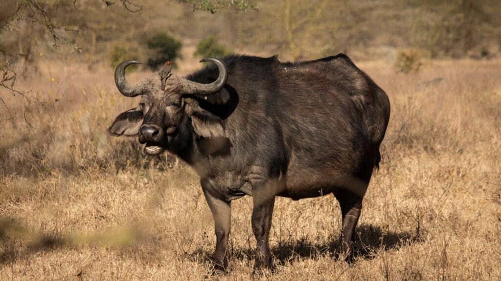 Afrikaanse buffel staat alert in het droge grasland van een nationaal park in Kenia