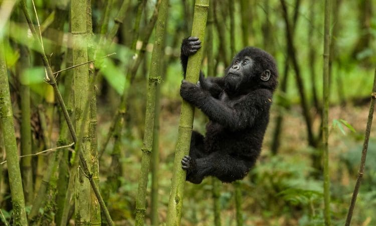 Een jonge gorilla klampt zich vast aan een bamboestengel in een weelderig, groen bos, omringd door hoge bamboeplanten en dicht gebladerte.