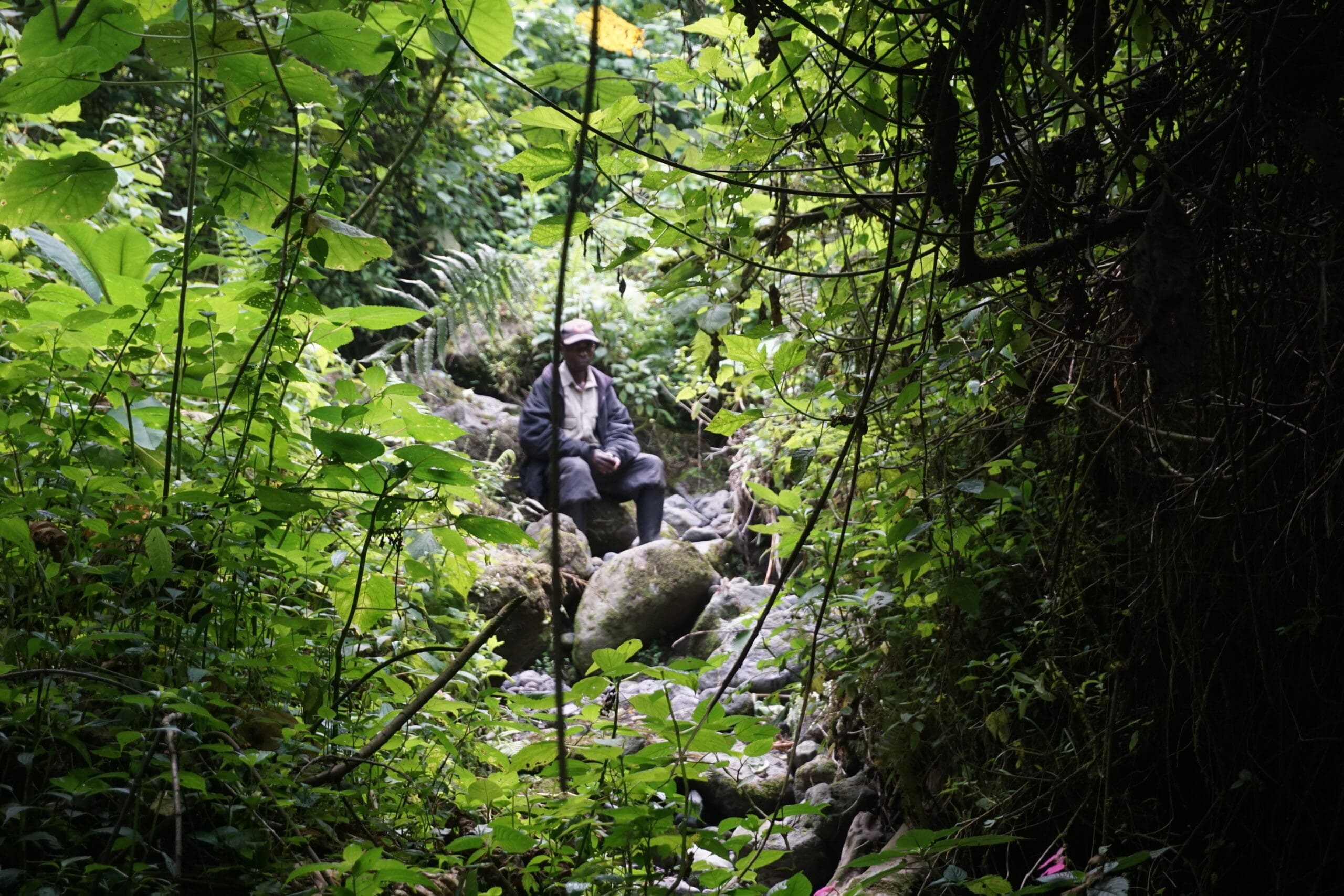 Een persoon met een hoed en jas zit op een rots omringd door dicht, weelderig groen gebladerte en bomen in een bos of jungle.