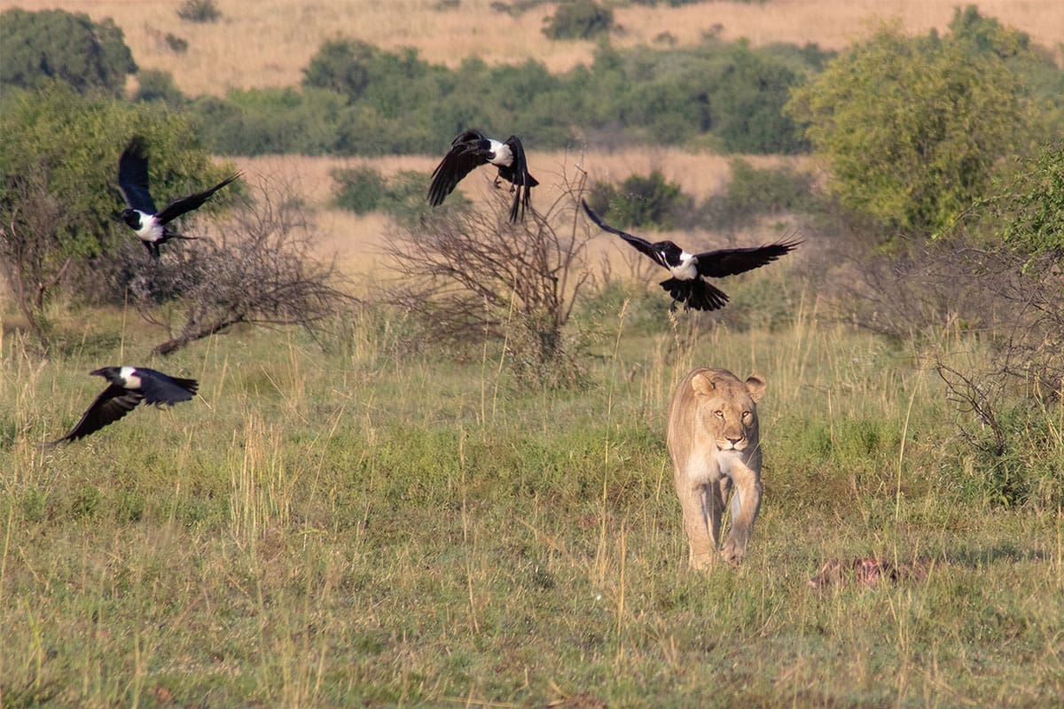 Eine Löwin läuft durch hohes Gras in einer Savannenlandschaft, während vier schwarz-weiße Vögel in der Nähe fliegen. Spärliche Sträucher und entfernte Bäume sind unter einem teilweise bewölkten Himmel zu sehen.