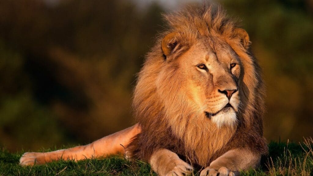 The Lion King in Oost-Afrika