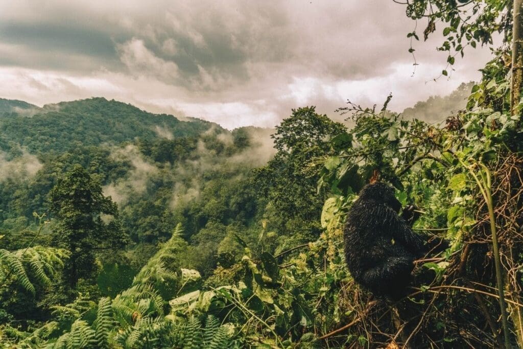 A gorilla sits among dense green foliage on a hillside, overlooking a misty, forest-covered valley with mountains in the background under a cloudy sky.