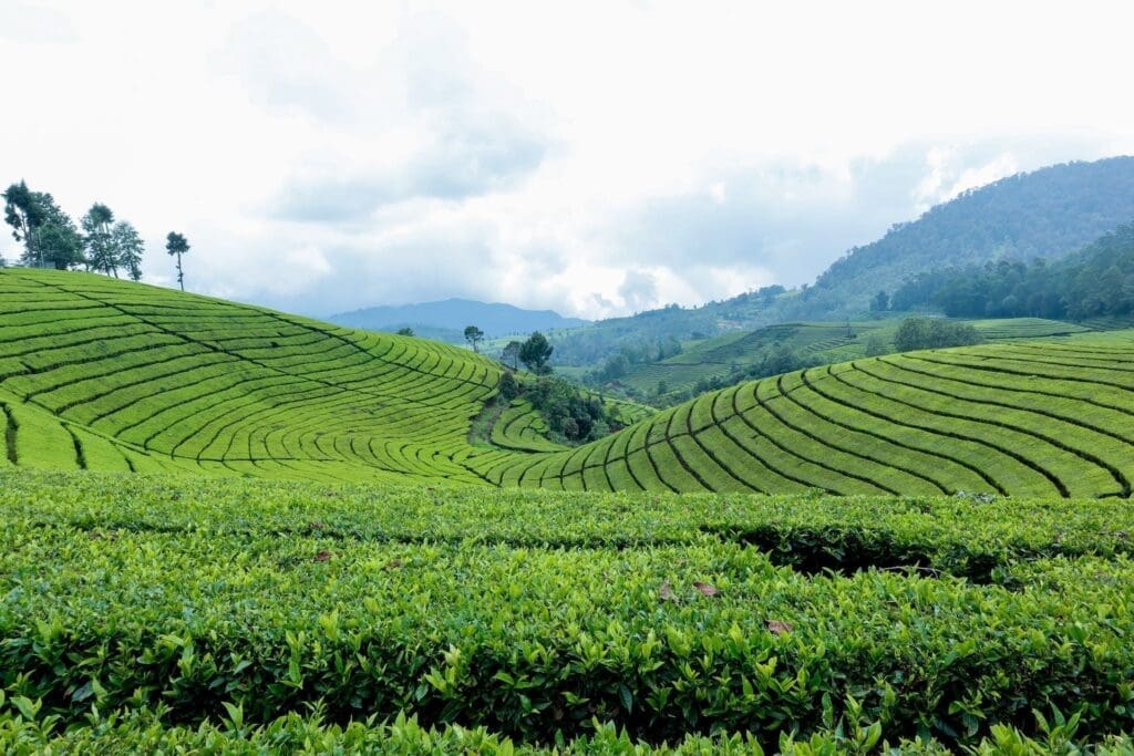 Lush green tea plantations cover rolling hills under a cloudy sky, with neatly lined rows of tea plants and distant mountains partially visible in the background.