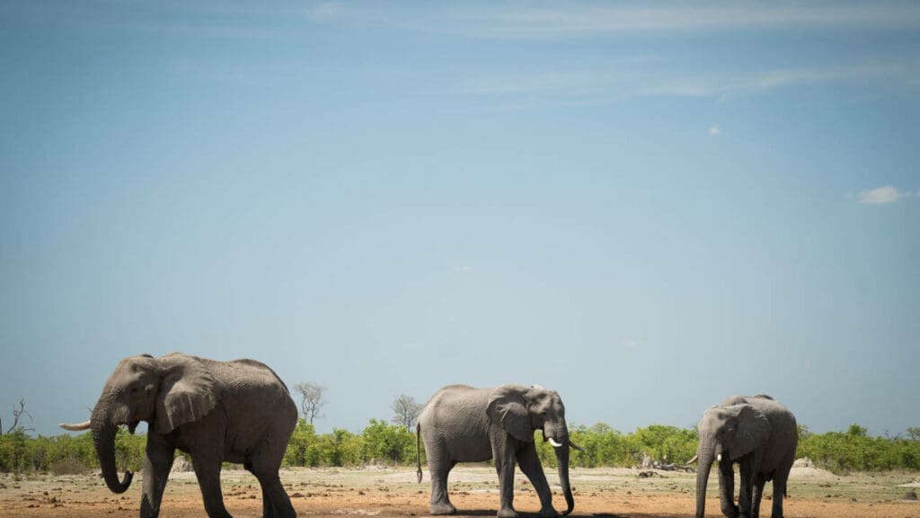 Damaraland: een hoogtepunt in het noorden van Namibië!
