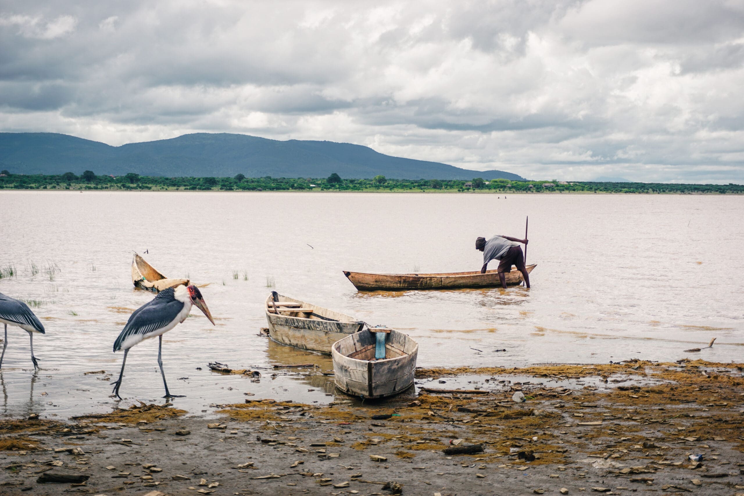 Two large birds stand on muddy ground by a lakeshore with three wooden boats, one man in a boat paddling away from the shore. A mountain range and cloudy sky appear in the background.