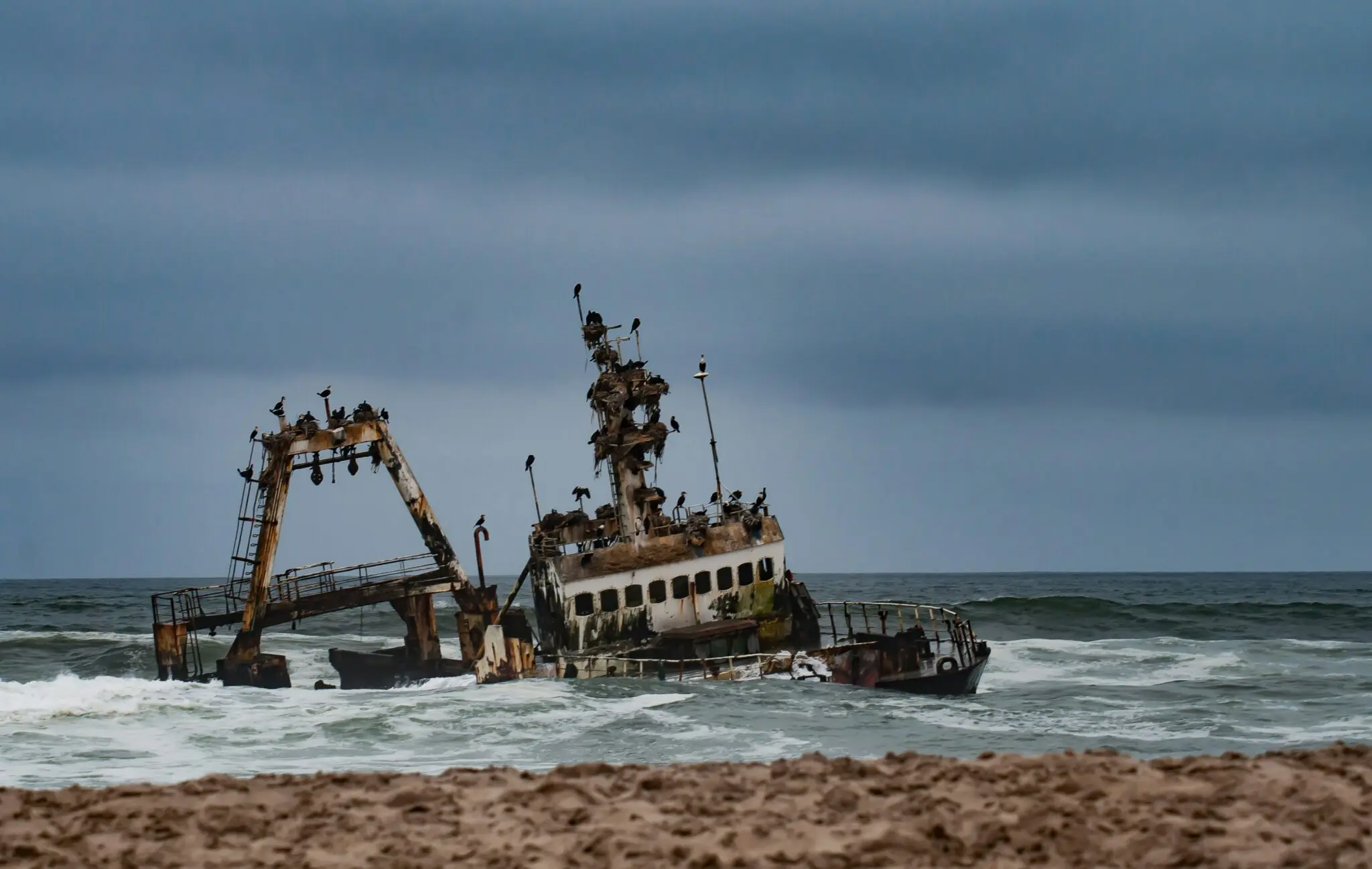 A rusted, partially sunken shipwreck sits in rough ocean waters, with numerous birds perched on its structure. The sky is overcast, and waves crash against the ship. Sand is visible in the foreground.