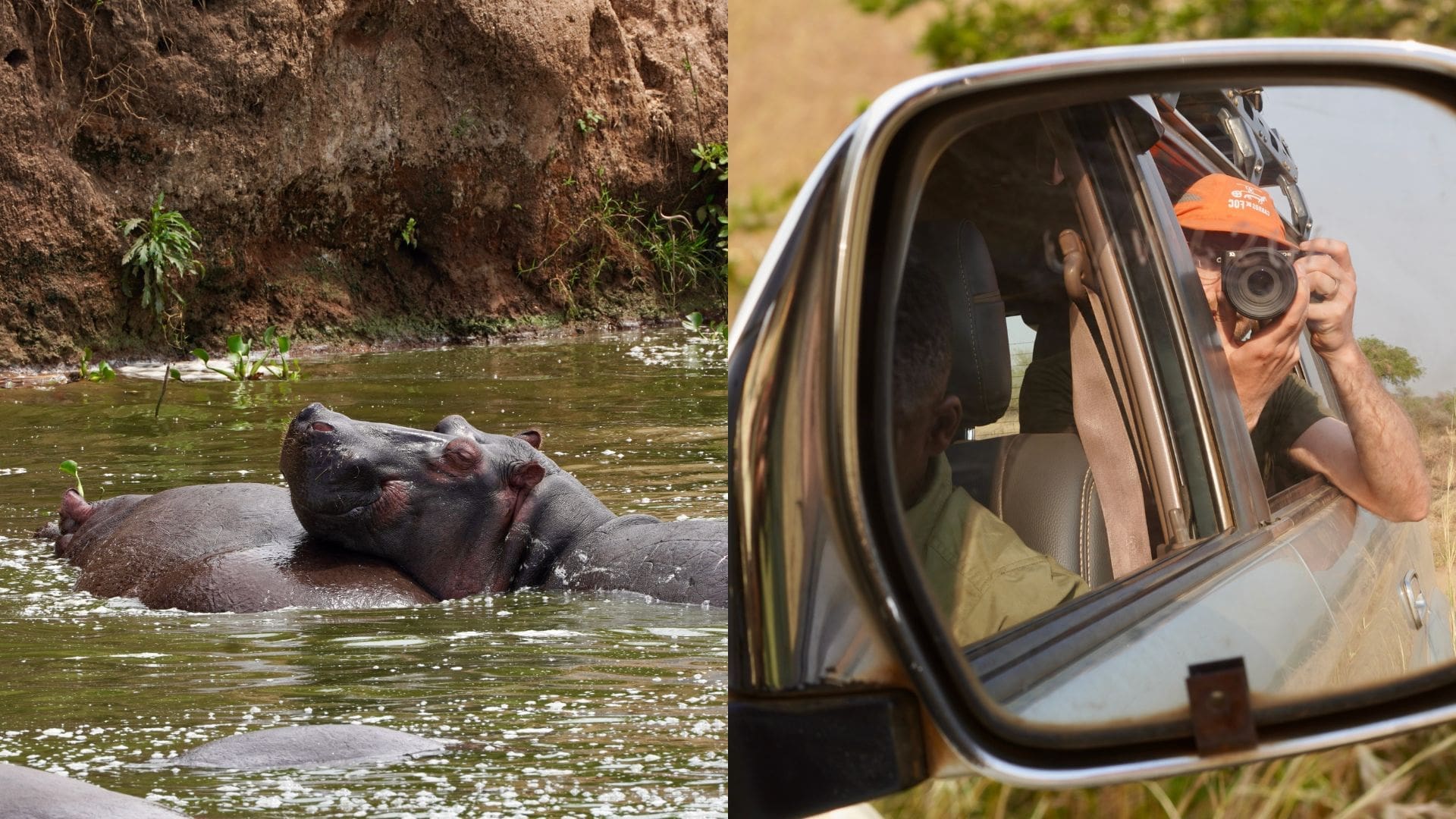 Twee nijlpaarden gedeeltelijk ondergedompeld in een rivier links; rechts, een persoon met een oranje hoed die een foto maakt vanuit een voertuig, gezien door een zijspiegel van een auto - een onvergetelijk Afrika reizen moment in Oeganda.