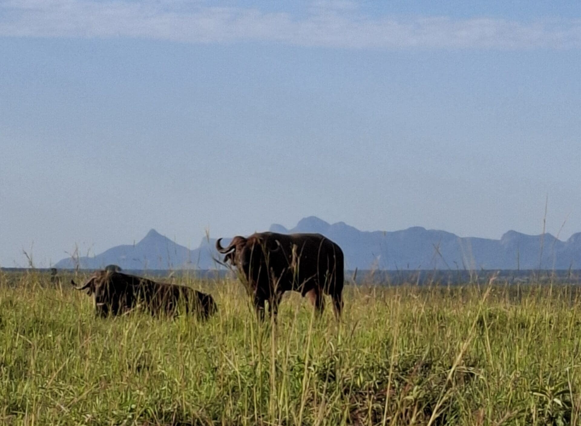 Twee Afrikaanse buffels staan en rusten in hoog gras op een savanne in Oeganda, met in de verte blauwe bergen en een heldere hemel - een perfect tafereel voor wie van reizen in Afrika houdt.
