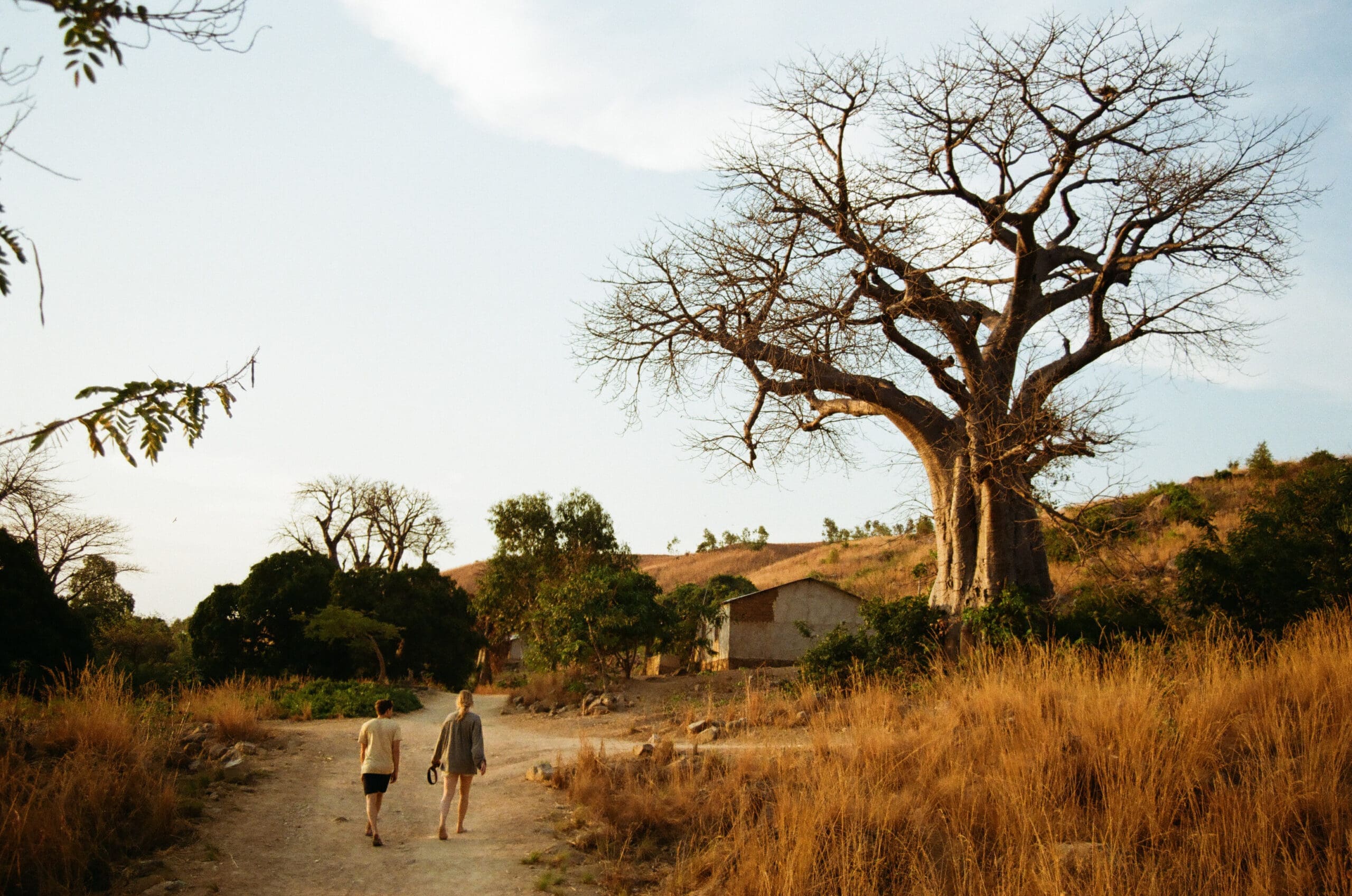 Two people walk down a dirt path surrounded by dry grass, with a large leafless tree and a small house in the background under a clear sky.