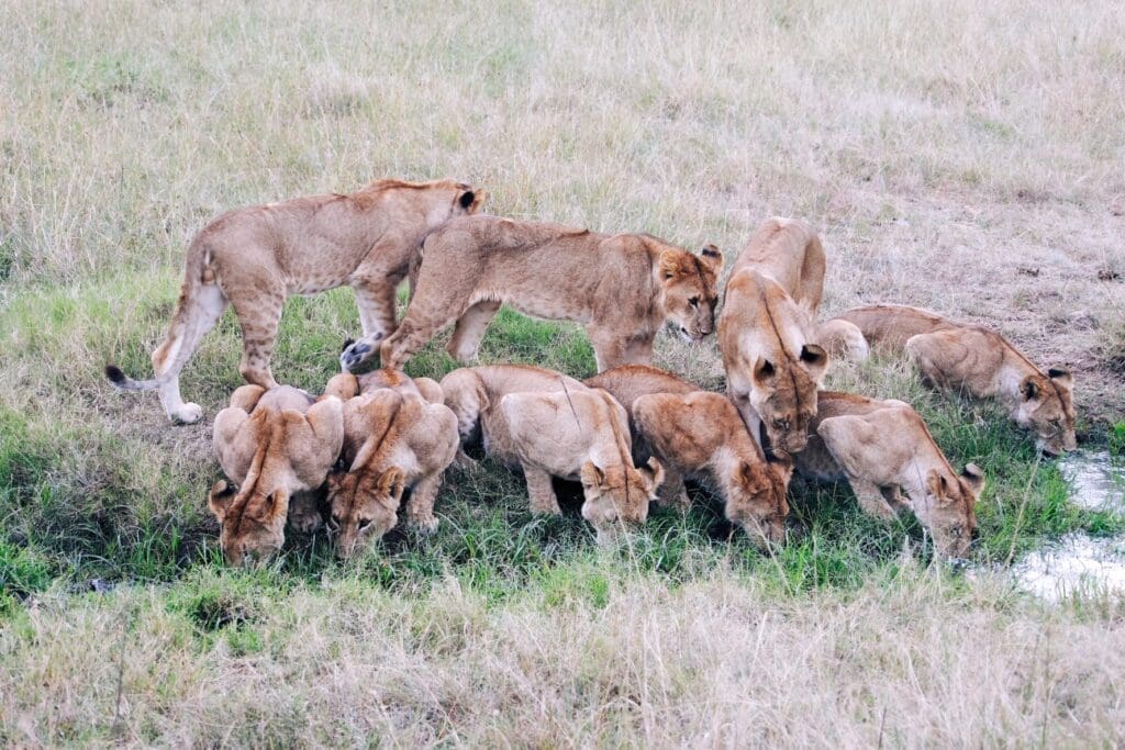 Een troep leeuwen, waaronder volwassenen en jongen, verzamelt zich dicht bij elkaar aan de rand van een met gras begroeide drinkplaats, drinkend en staand op een stukje droog, geel gras.