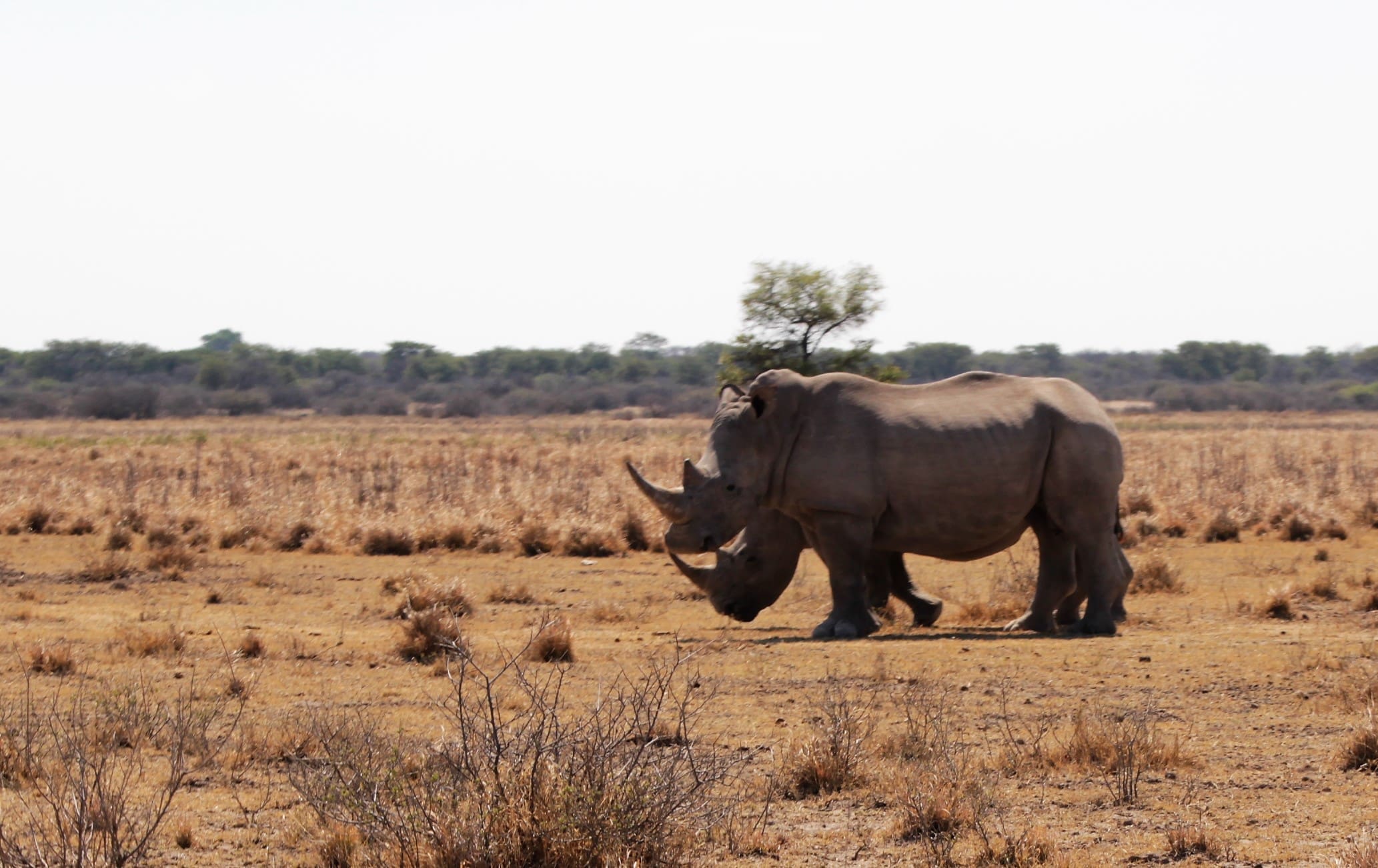Een neushoorn met twee hoorns loopt over een droge, grasachtige vlakte met schaarse vegetatie onder een heldere hemel. Een kleine boom en struiken zijn zichtbaar op de achtergrond.