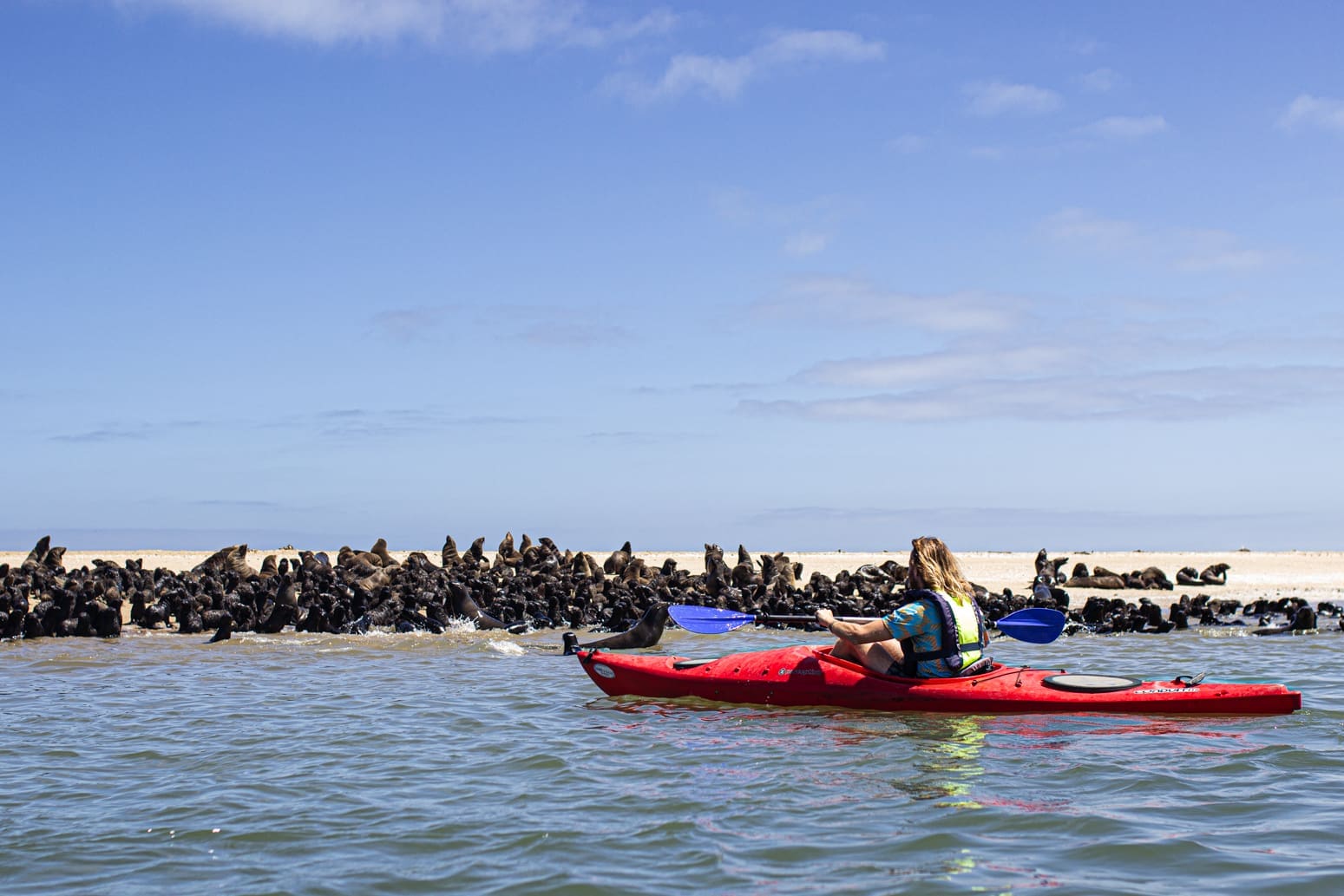Een persoon in een rode kajak peddelt in de buurt van een zandstrand vol zeehonden onder een helderblauwe lucht met verspreide wolken.