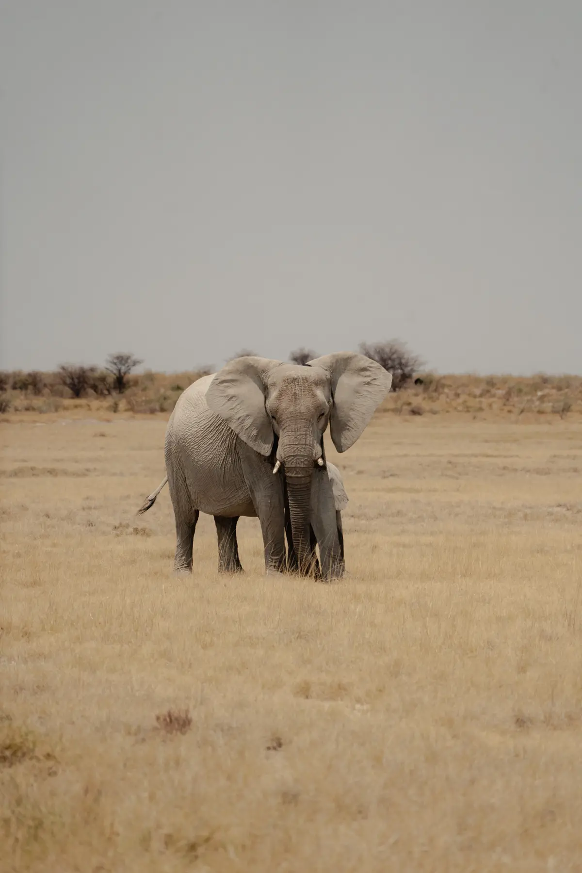 Een volwassen olifant staat in een droge grasvlakte met schaarse struiken en een wazige lucht op de achtergrond. Een kleinere olifant is gedeeltelijk zichtbaar naast de volwassen olifant.