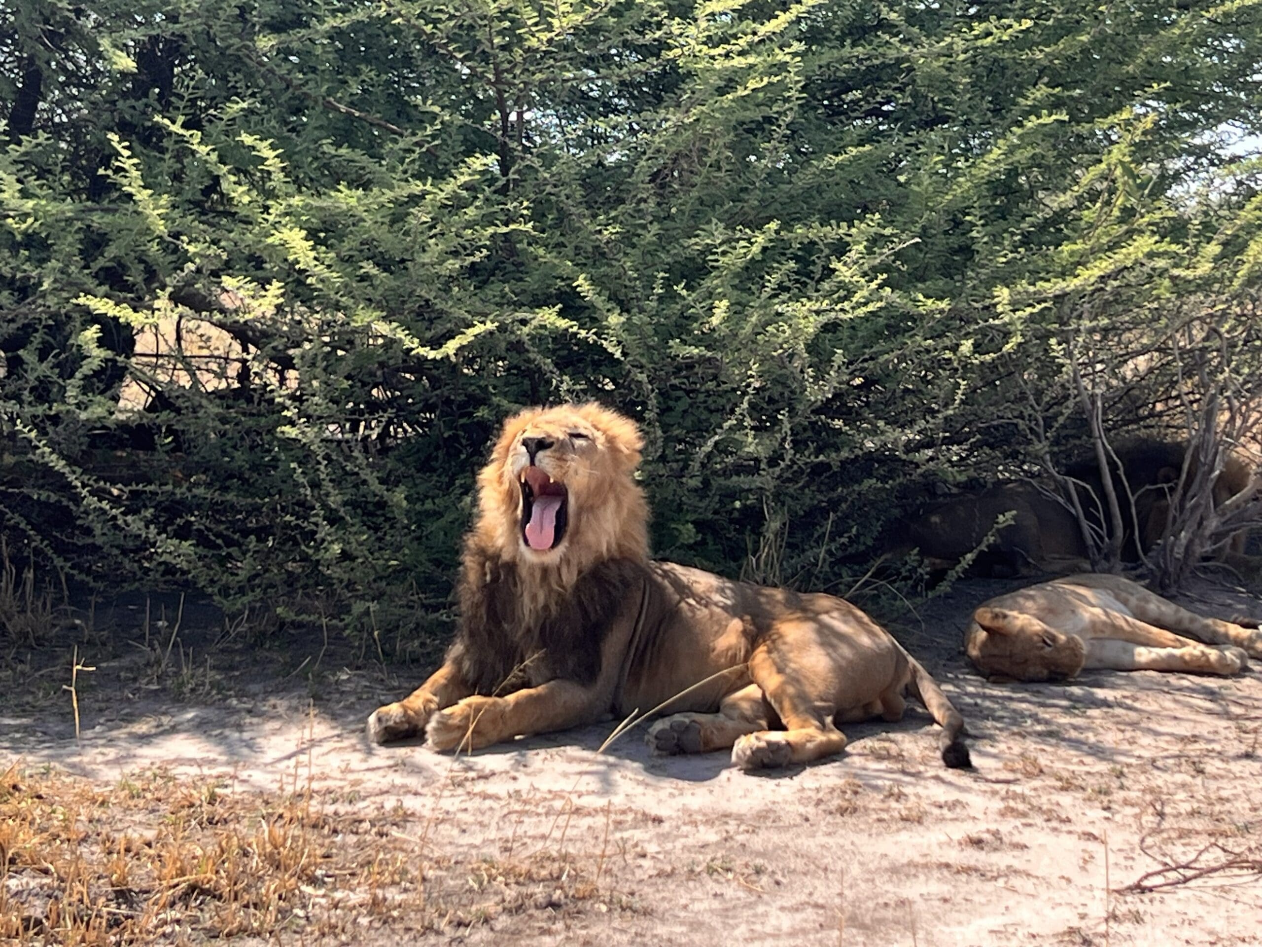 Een mannetjesleeuw zit op de grond in de schaduw en gaapt breeduit, terwijl een andere leeuw vlakbij ligt, gedeeltelijk verborgen onder struiken.
