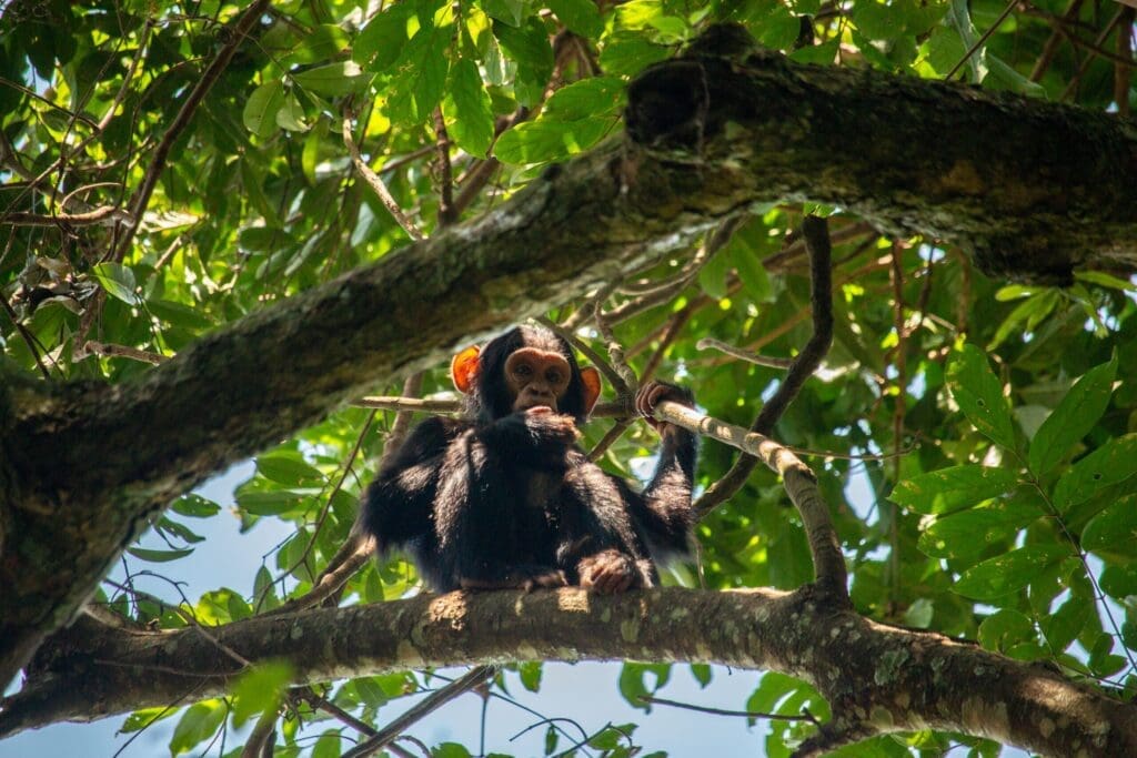 Een jonge chimpansee zit op een boomtak omringd door groene bladeren, peinzend kijkend met een hand bij zijn mond en zonlicht dat door het gebladerte filtert.