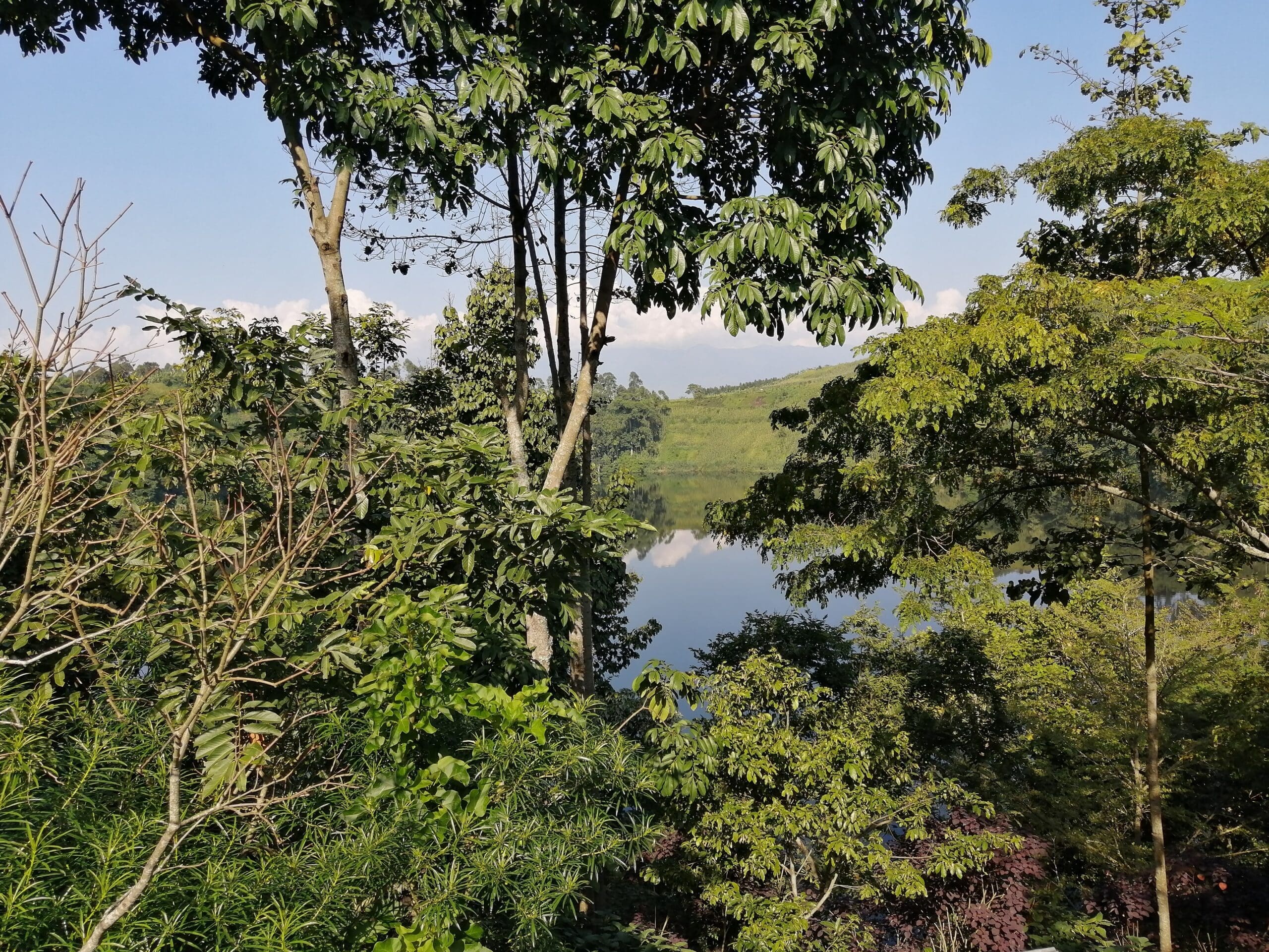 Een schilderachtig uitzicht op weelderig groene bomen met een kalm meer dat gedeeltelijk zichtbaar is door het gebladerte, en heuvels in de verte onder een helderblauwe hemel.