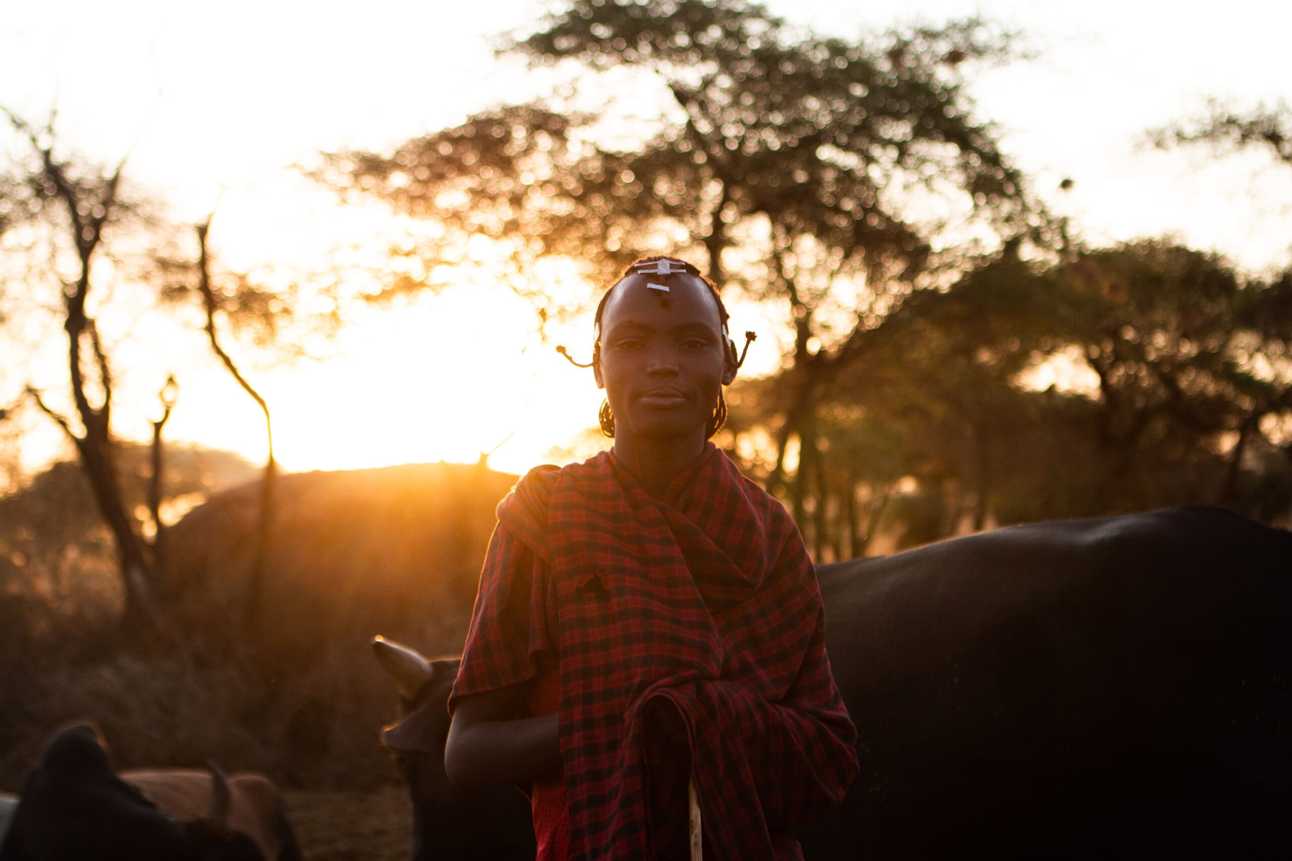Een persoon in traditionele Maasai kleding staat buiten bij zonsondergang, met koeien en bomen op de achtergrond. Het zonlicht zorgt voor een warme gloed en een dramatisch silhoueteffect.