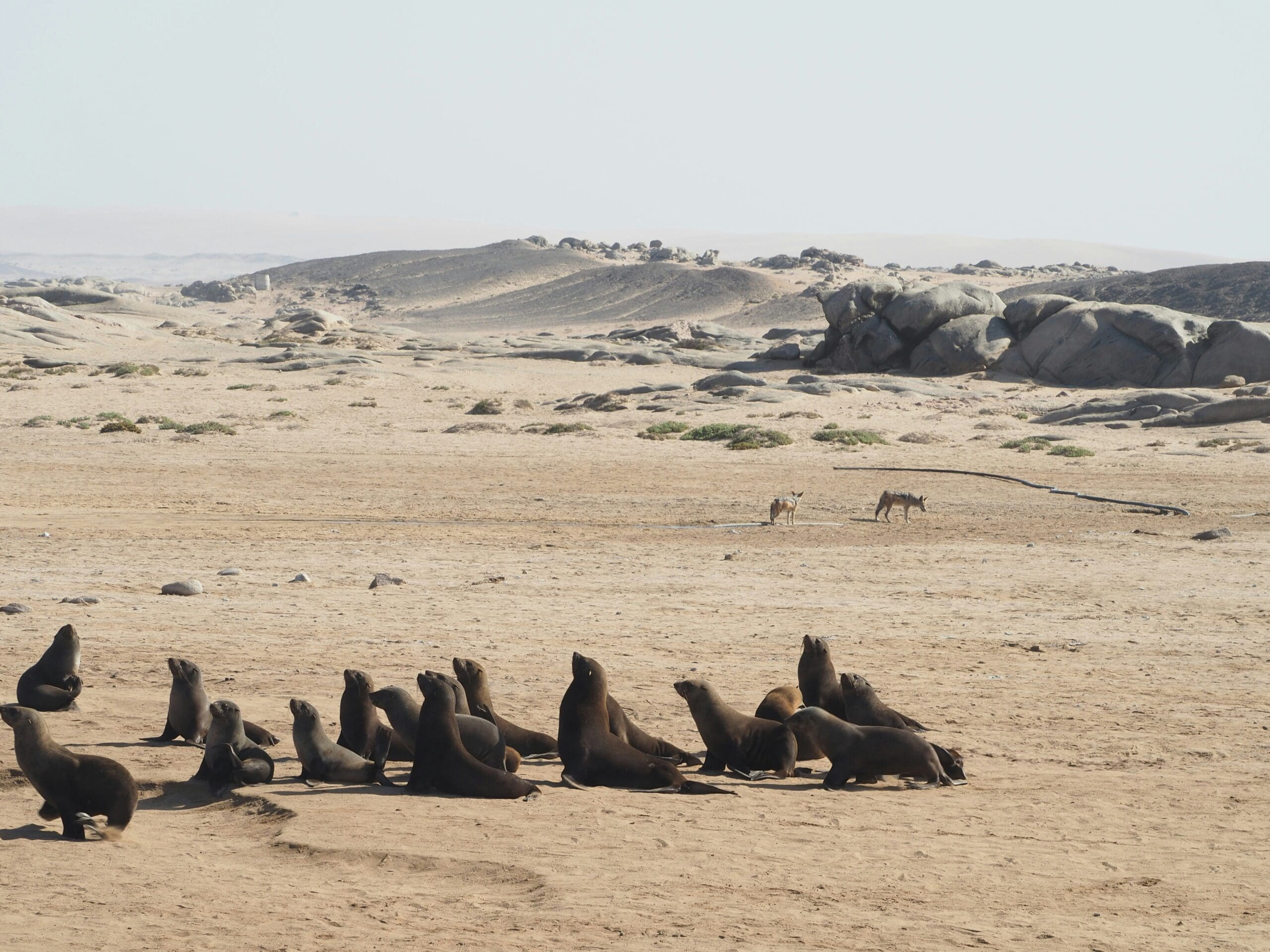 Een groep zeeleeuwen rust uit op een zandstrand met rotsachtige heuvels op de achtergrond. Twee jakhalzen lopen in de verte onder een heldere hemel. Het landschap lijkt dor en verlaten.