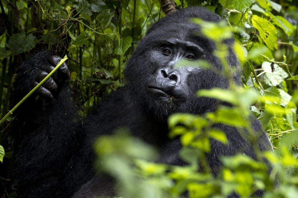 Een close-up van een gorilla zittend tussen dicht groen gebladerte, met een plantenstengel in de hand en een kalme blik naar voren. Zonlicht filtert door de bladeren en accentueert zijn donkere vacht.