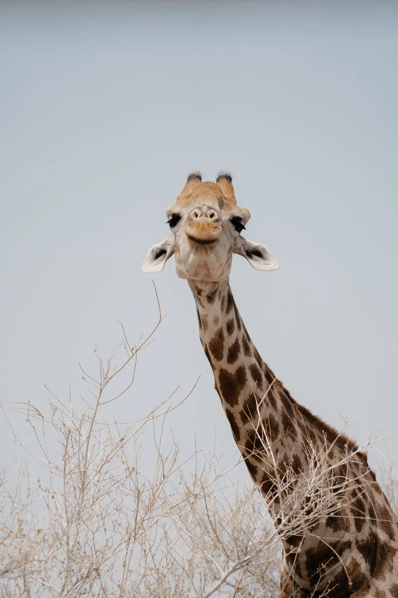 Een giraffe staat tussen droge, bladerloze struiken, strekt zijn lange nek uit en kijkt recht in de camera onder een heldere, bleke hemel.