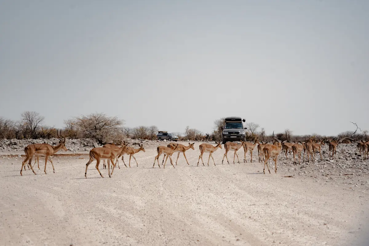 Een grote groep antilopen steekt een stoffige weg over in een droog, open landschap terwijl twee safarivoertuigen op de achtergrond wachten onder een heldere hemel.