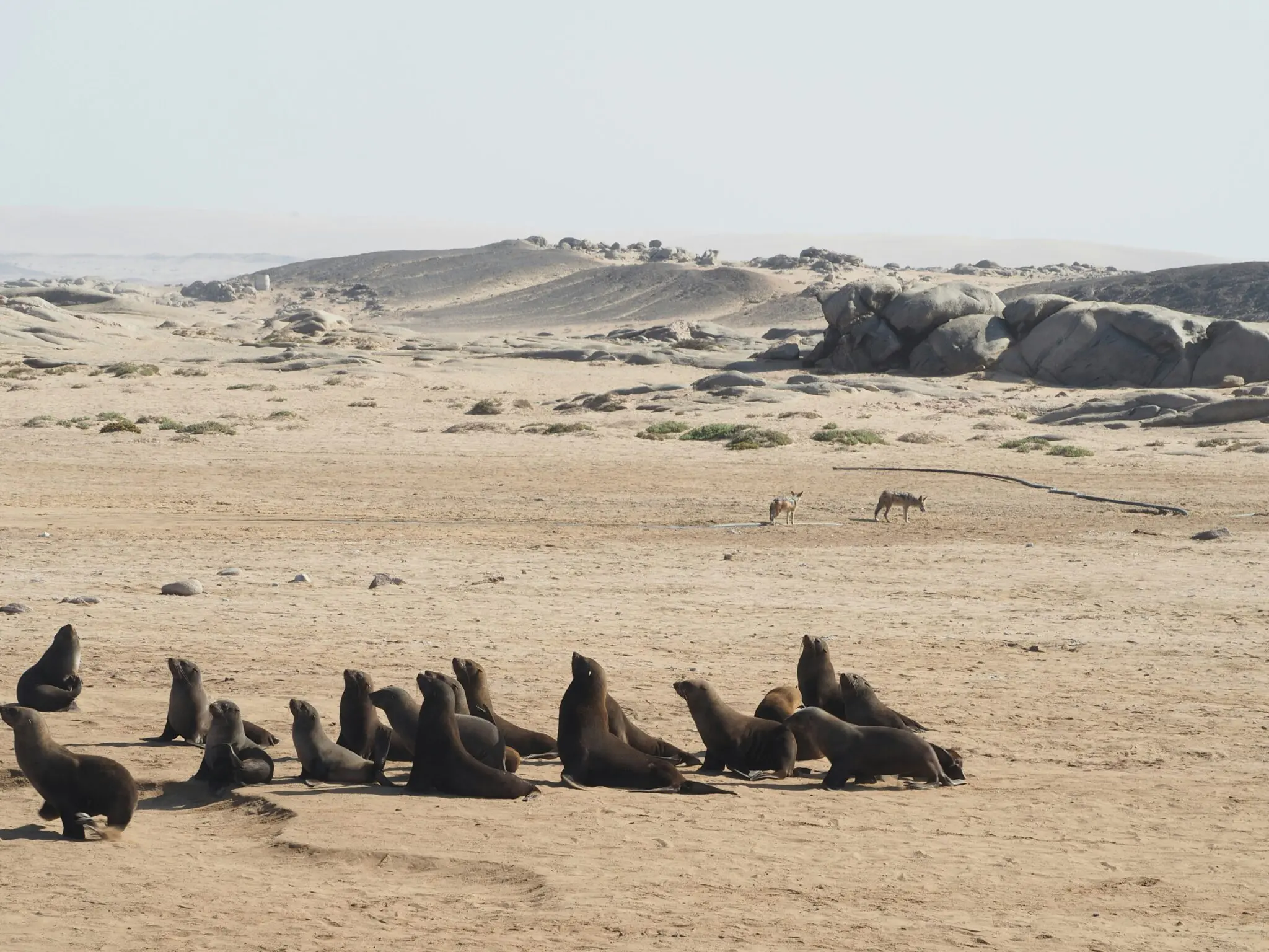 Een groep zeeleeuwen rust uit op een zandstrand met rotsen en in de verte lopen twee jakhalzen. Het landschap is droog en kaal, met verspreide rotsen en lage begroeiing onder een bleke hemel.