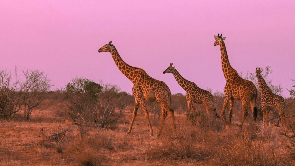 Vier Giraffen spazieren durch eine trockene, grasbewachsene Savanne mit vereinzelten Büschen unter einem rosa Himmel bei Sonnenuntergang oder Sonnenaufgang.